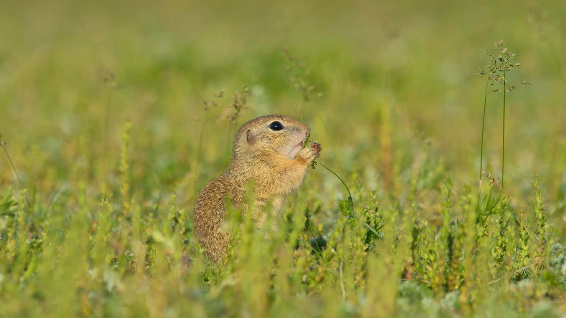 Pocket Gopher, grassy field, sunlit meadow, Full HD Desktop Wallpaper