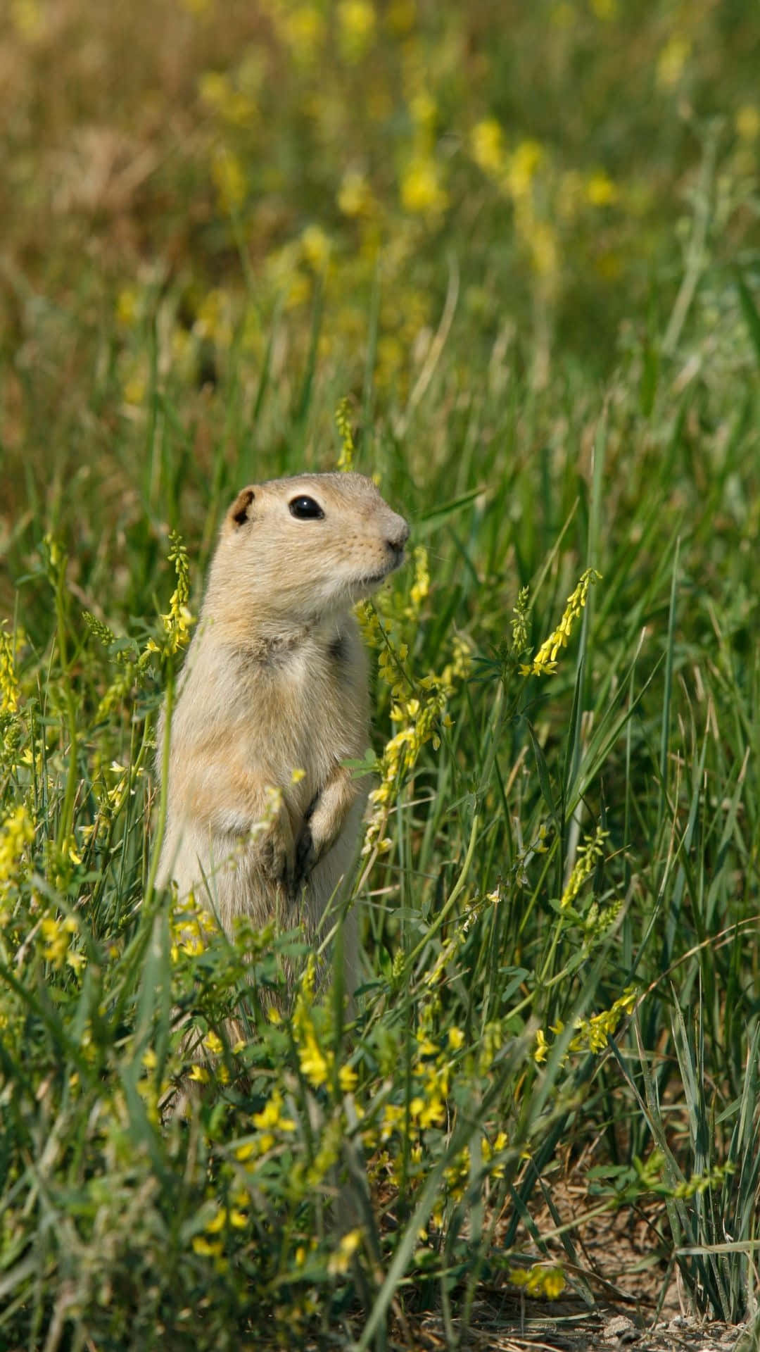 Pocket Gopher, sunlit field, green grass, Full HD Phone Wallpaper