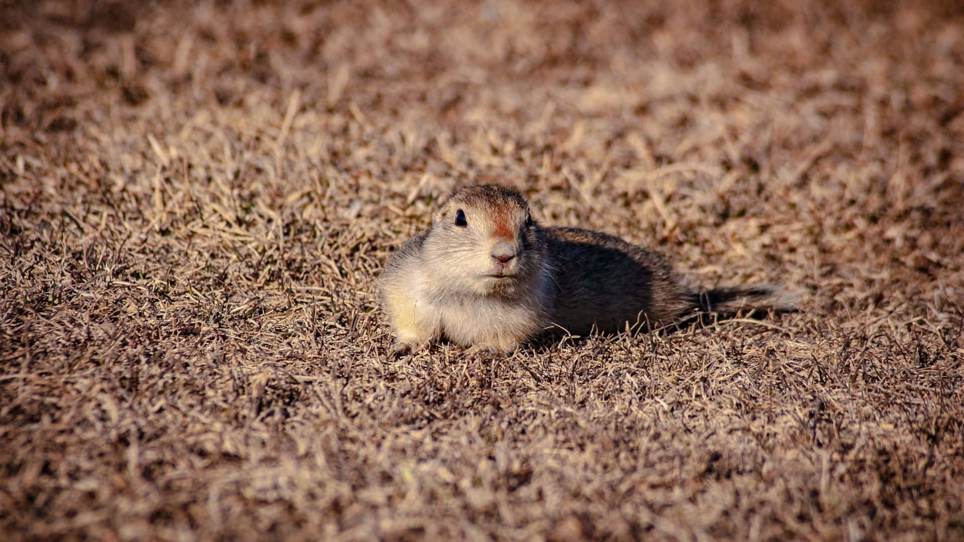 Pocket Gopher, grassy field, dry golden grass, Full HD Desktop Wallpaper