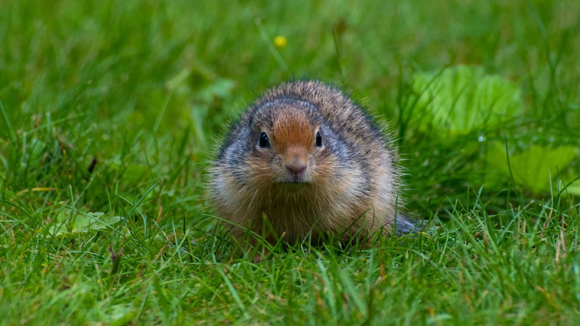 Pocket Gopher, fluffy brown and gray, lush green grass, Full HD Desktop Wallpaper