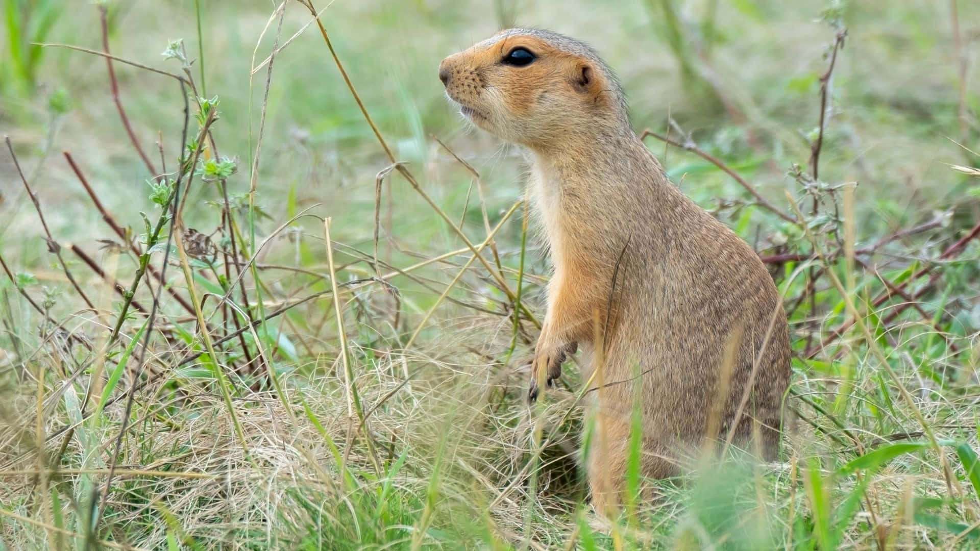 Pocket Gopher, grassy field, tall grass, Full HD Desktop Wallpaper