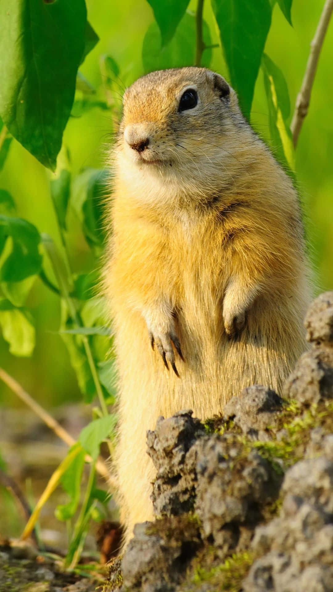 Pocket Gopher, fluffy ground squirrel, mossy rock, Full HD Phone Wallpaper
