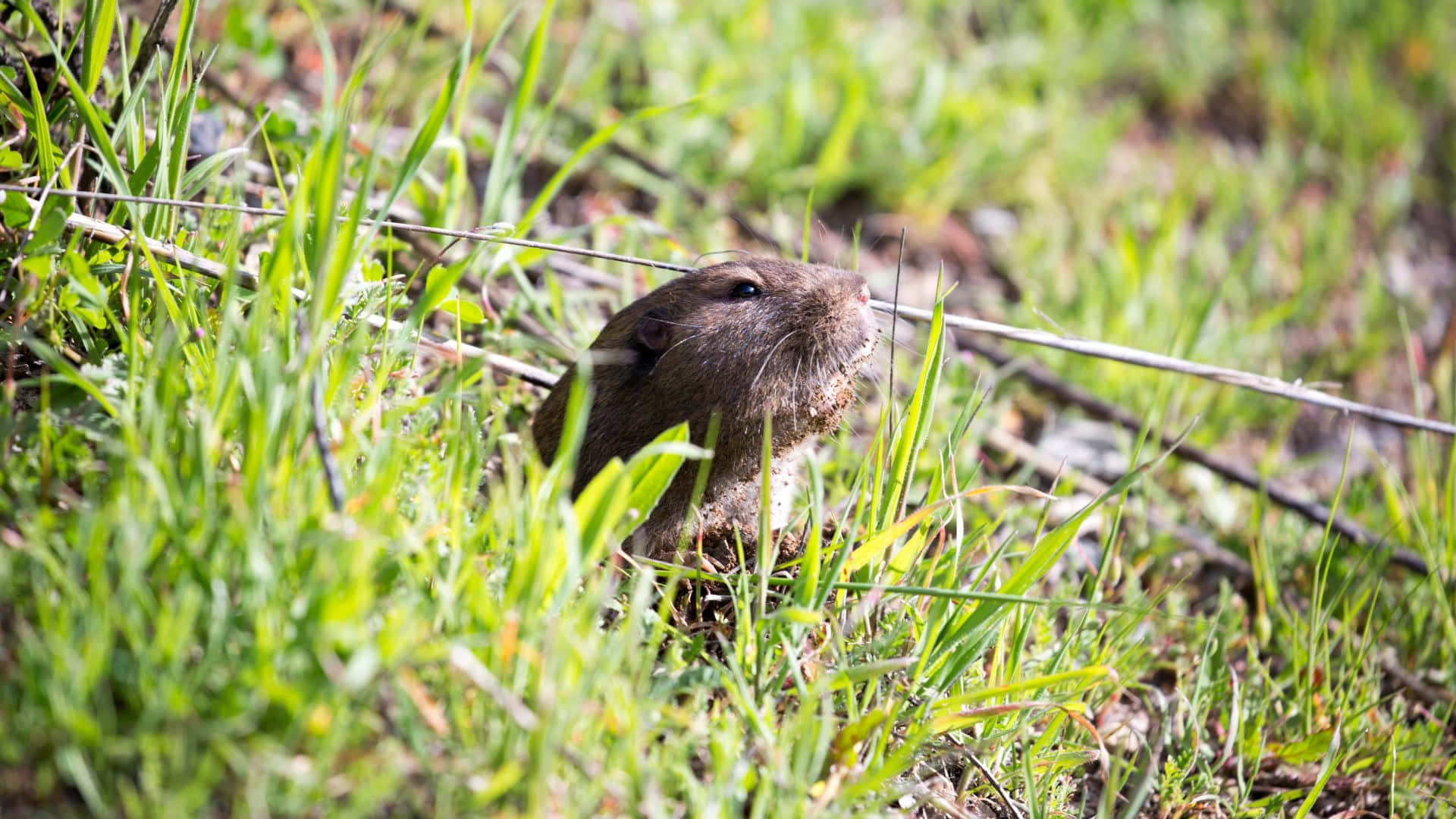 Pocket Gopher, burrow, lush green grass, Full HD Desktop Wallpaper