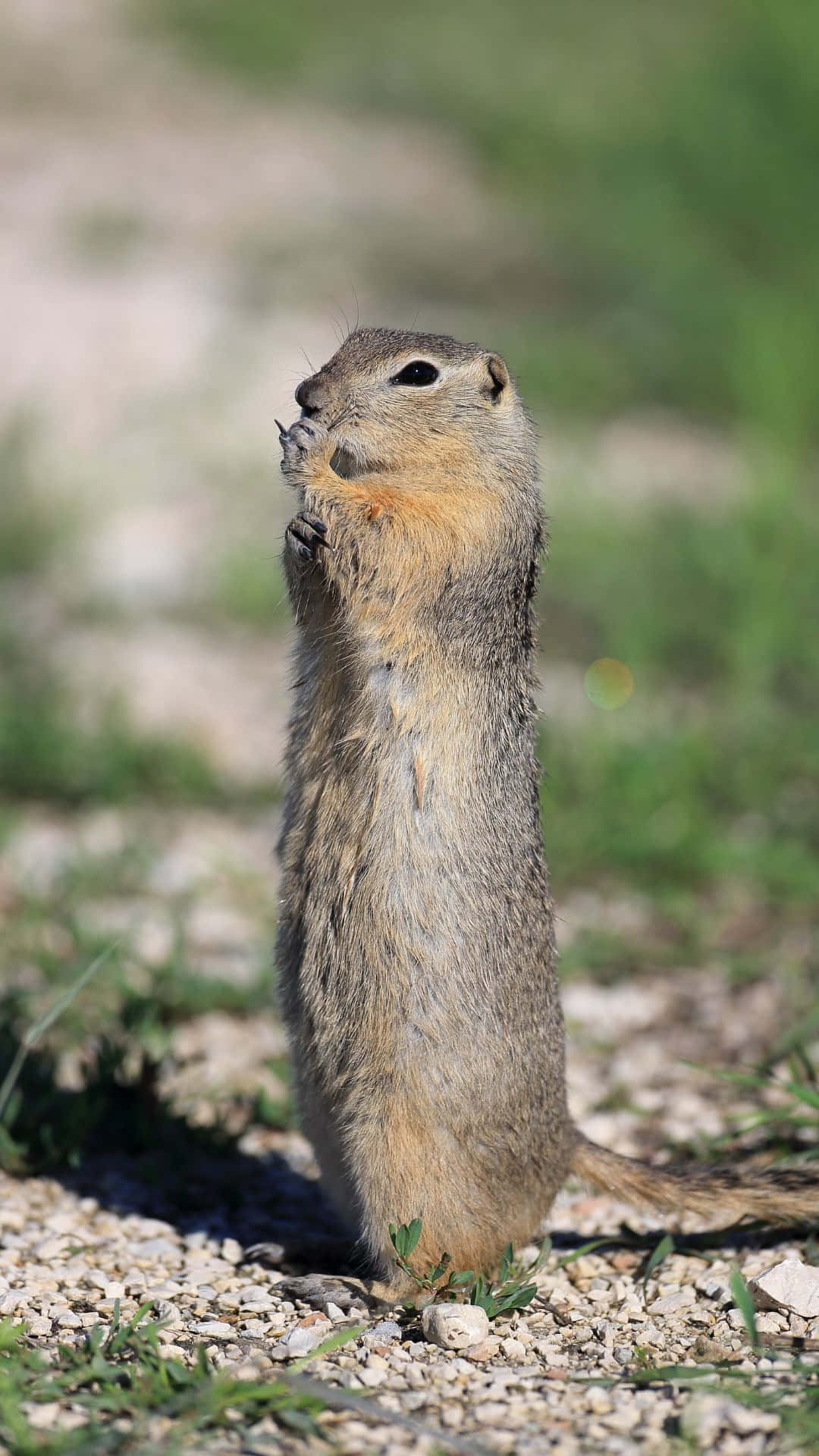 Pocket Gopher, gravel, nut, Full HD Phone Wallpaper