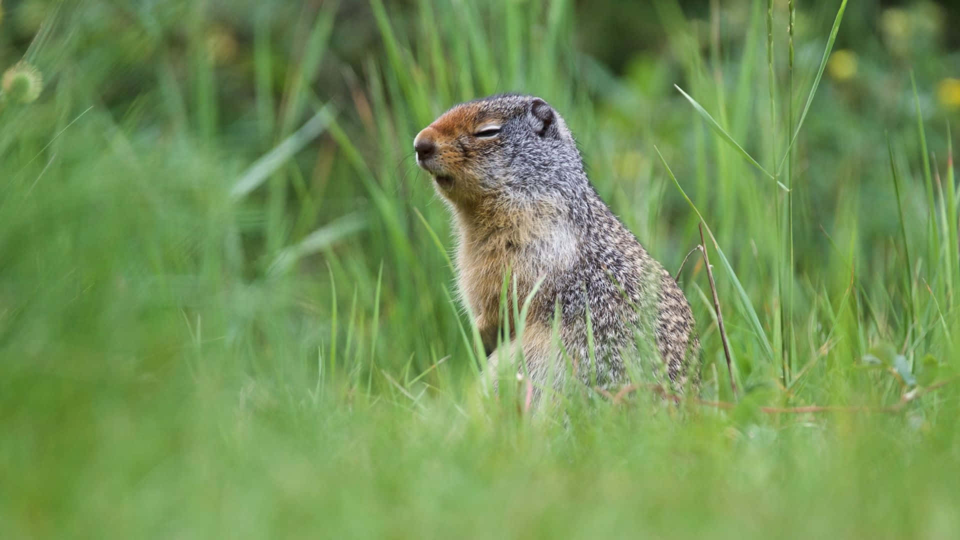 Pocket Gopher, grassy field, vibrant green grass, Full HD Desktop Wallpaper
