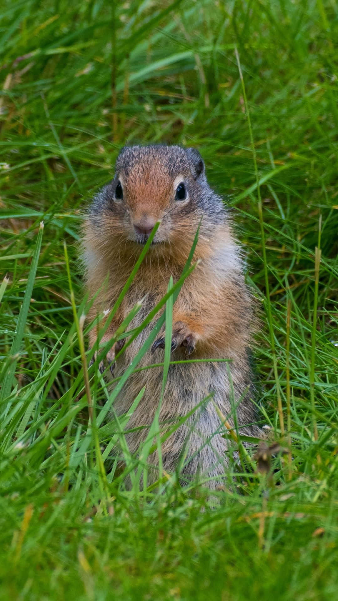 Pocket Gopher, vibrant green grass, brown and gray fur, Full HD Phone Wallpaper