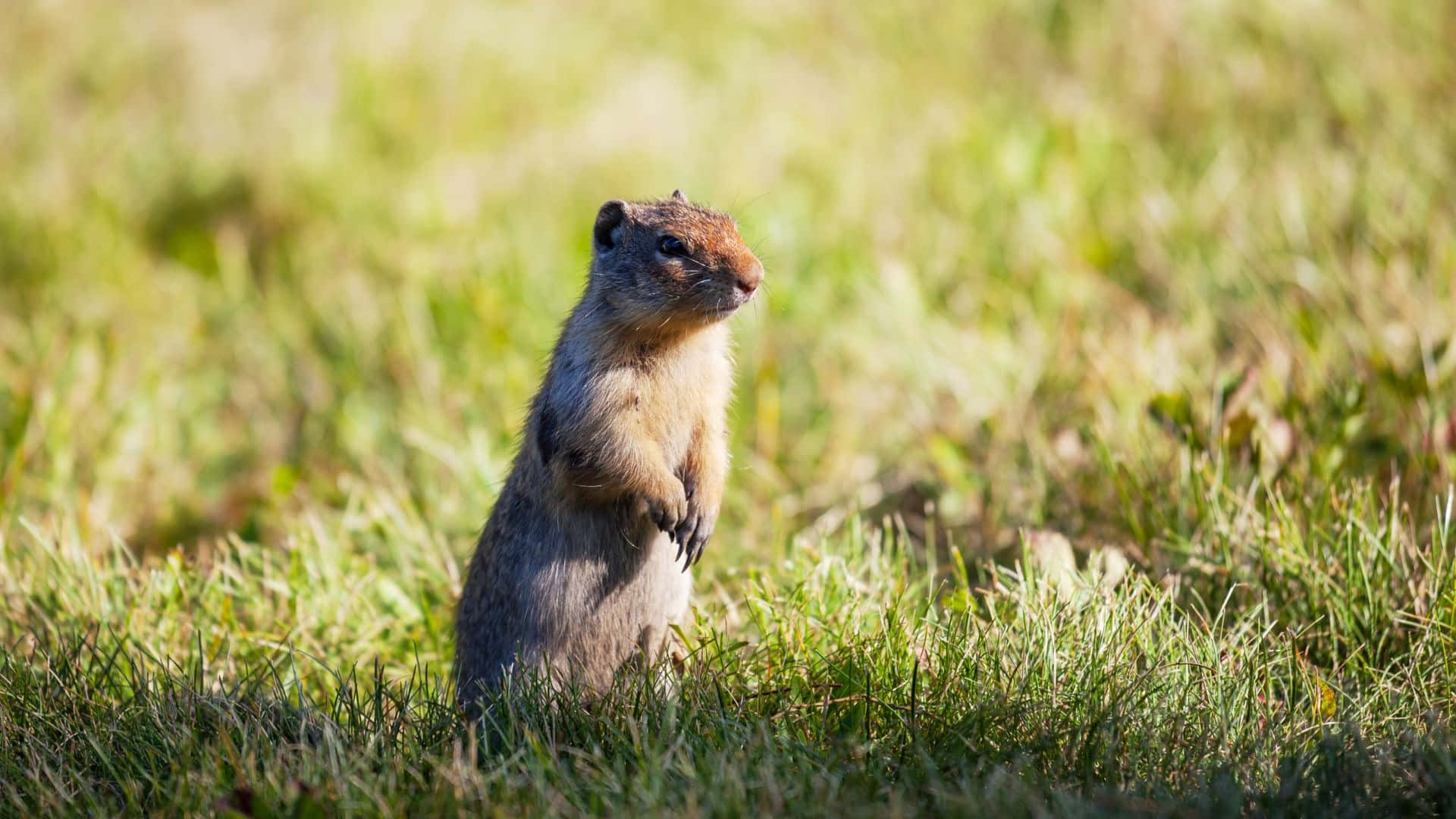 Pocket Gopher, grass, bright sunlight, Full HD Desktop Wallpaper