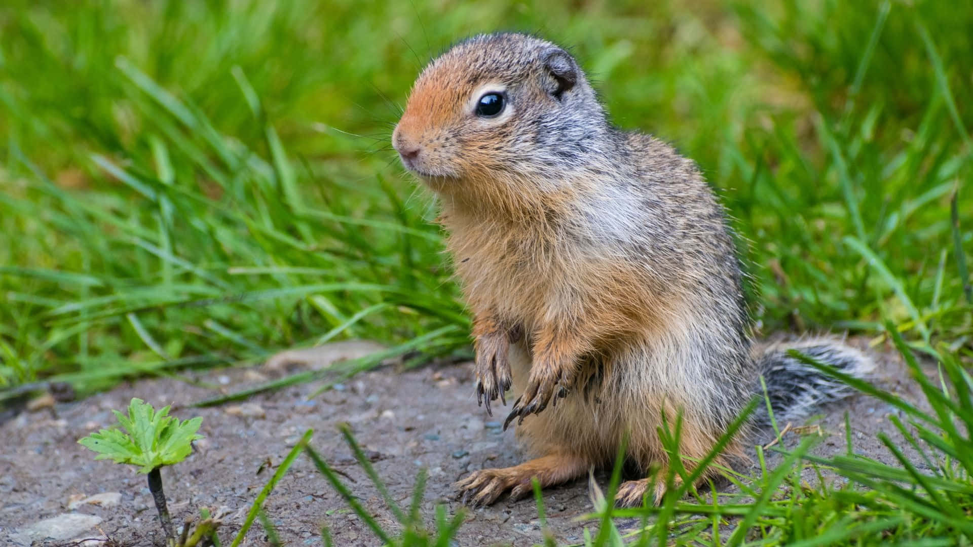 Pocket Gopher, brown and gray fur, vibrant green grass, Full HD Desktop Wallpaper