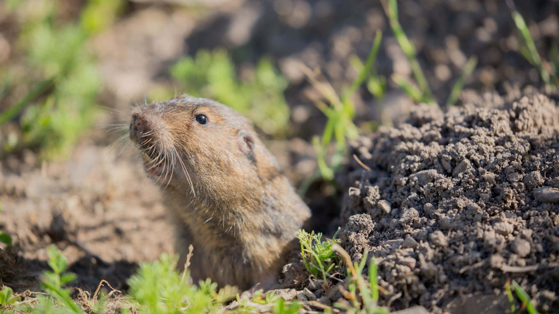 Pocket Gopher, burrow, fresh soil, Full HD Desktop Wallpaper