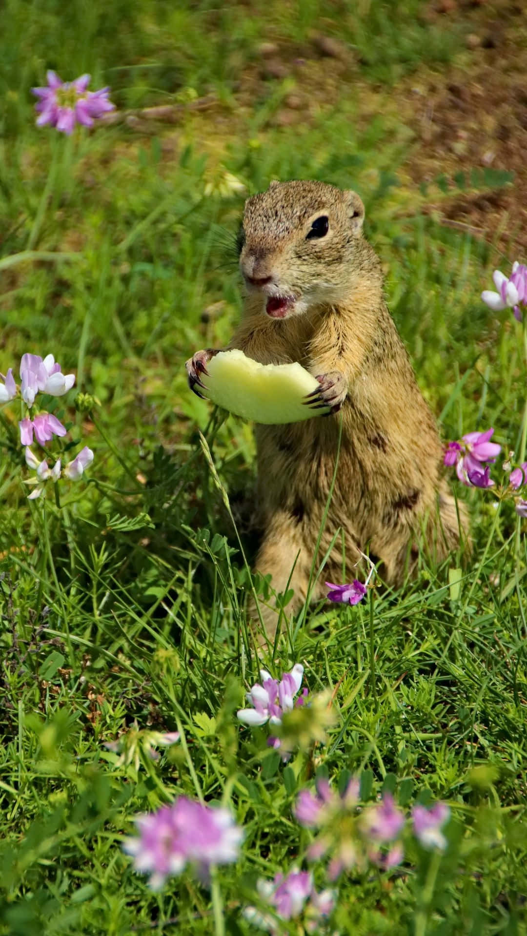Pocket Gopher, sunlit meadow, slice of apple, Full HD Phone Wallpaper