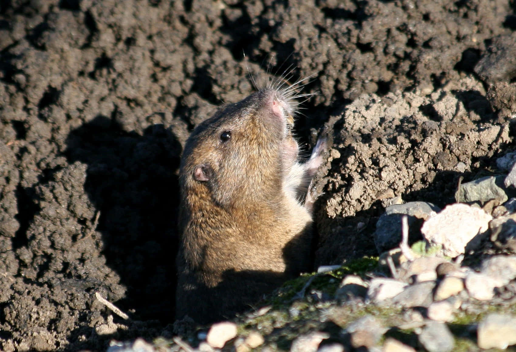 Pocket Gopher, burrow, dark soil, HD Desktop Wallpaper