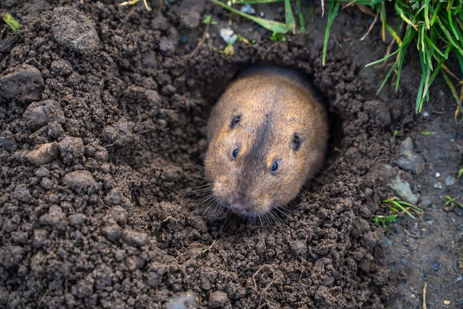 Pocket Gopher, burrow, dark soil, HD Desktop Wallpaper