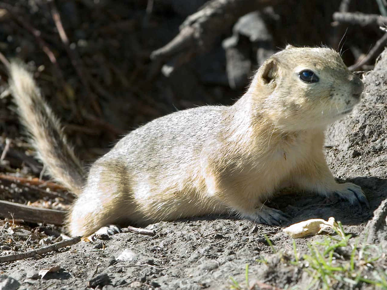 Alert Gopherin Natural Habitat, light brown fur, bright blue eyes, HD Desktop Wallpaper