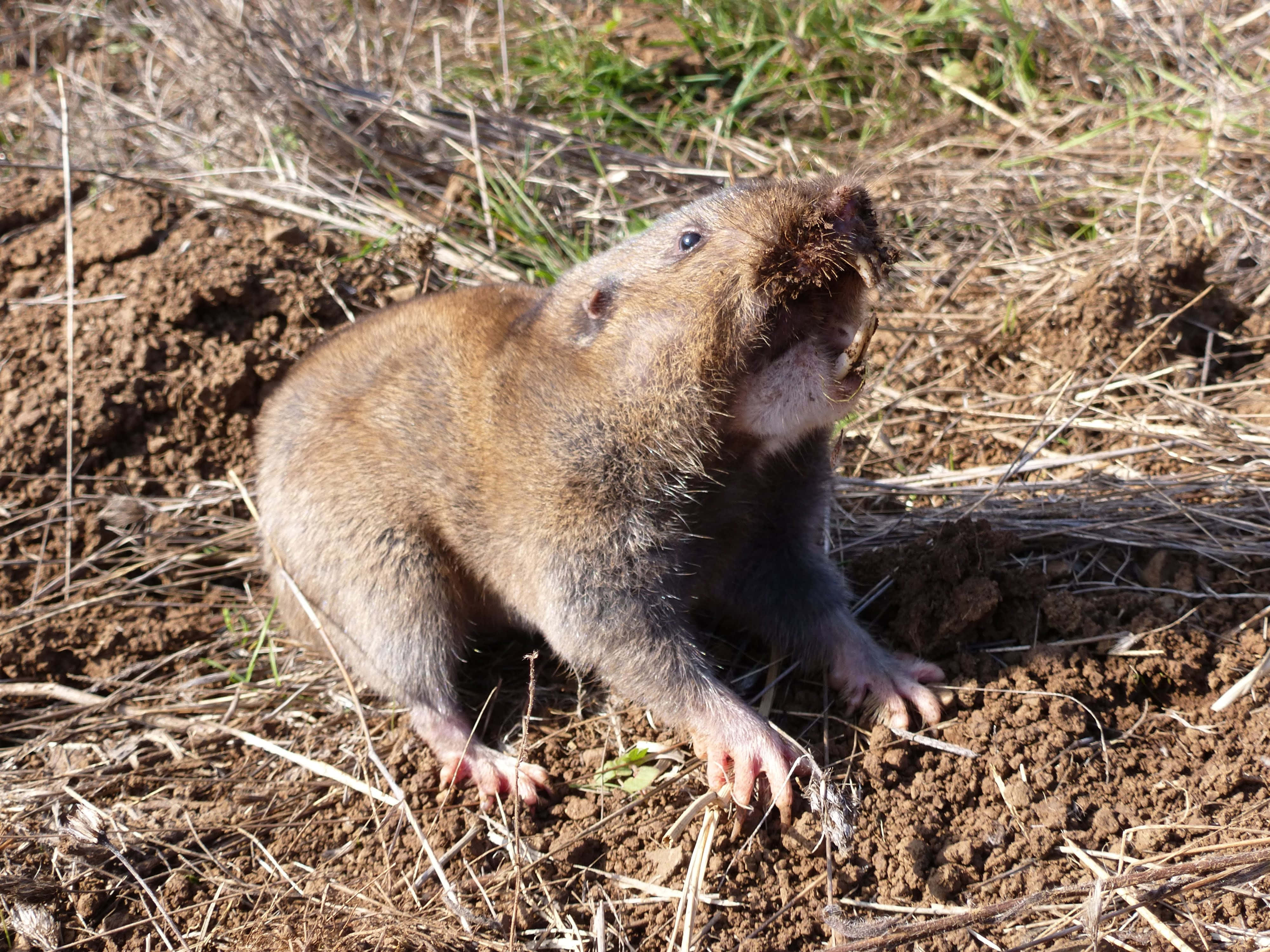 Pocket Gopher, dirt mound, grass, 4K Desktop Wallpaper