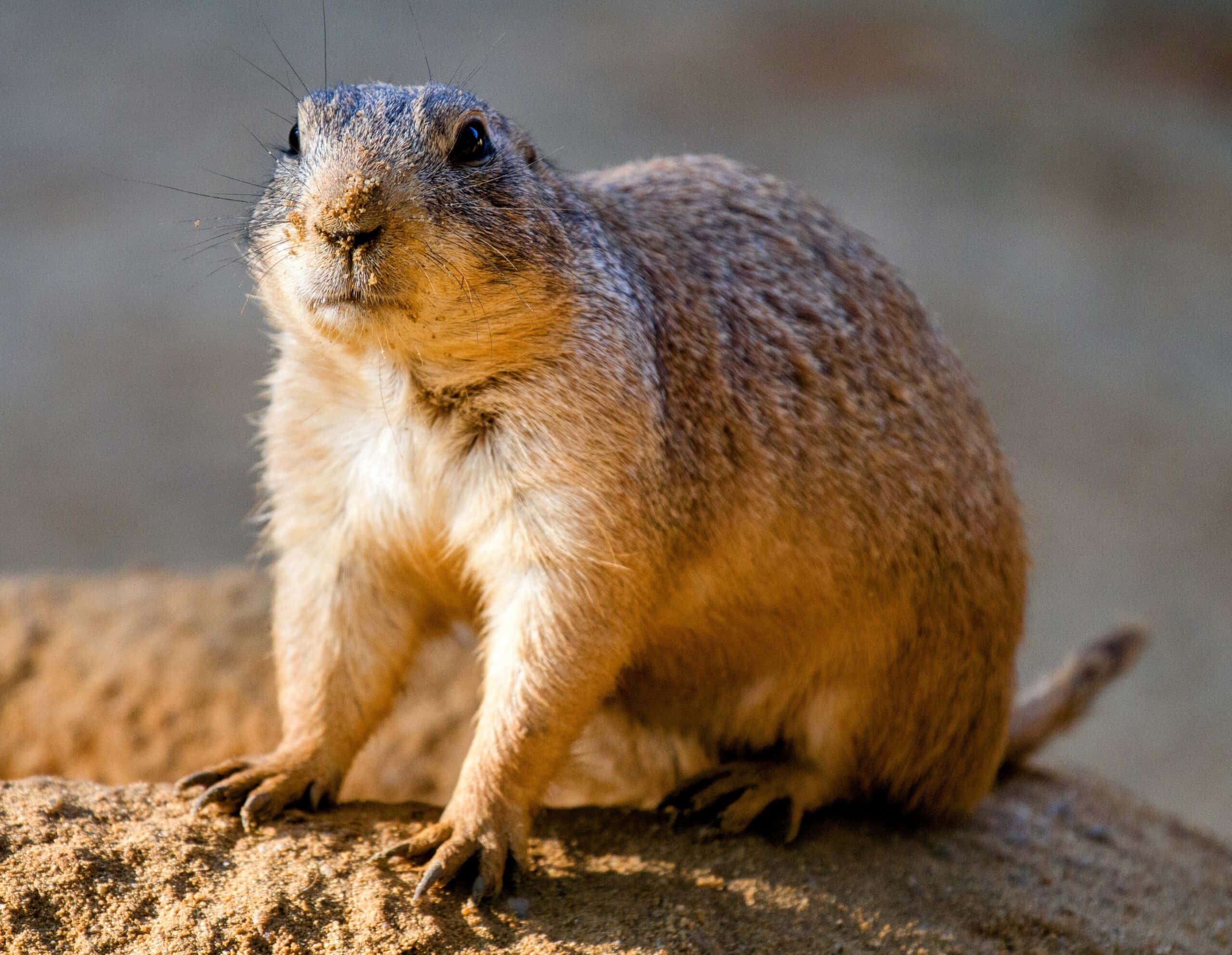 Alert Gopher On Watch, prairie dog, sunlit rock, 2K Desktop Wallpaper