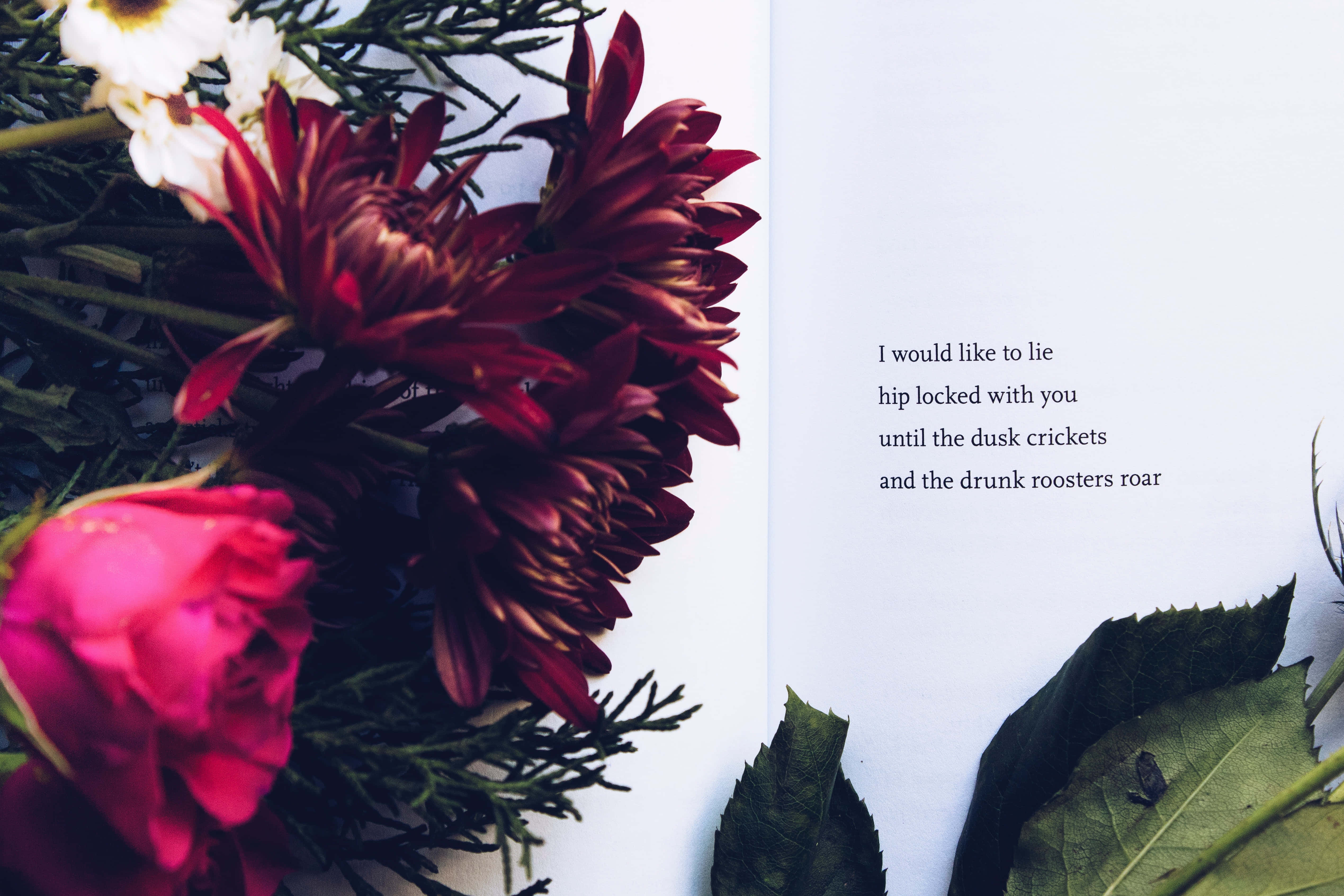 Red Flowers, Poetic Text, Clean White Background, 4K Desktop Wallpaper