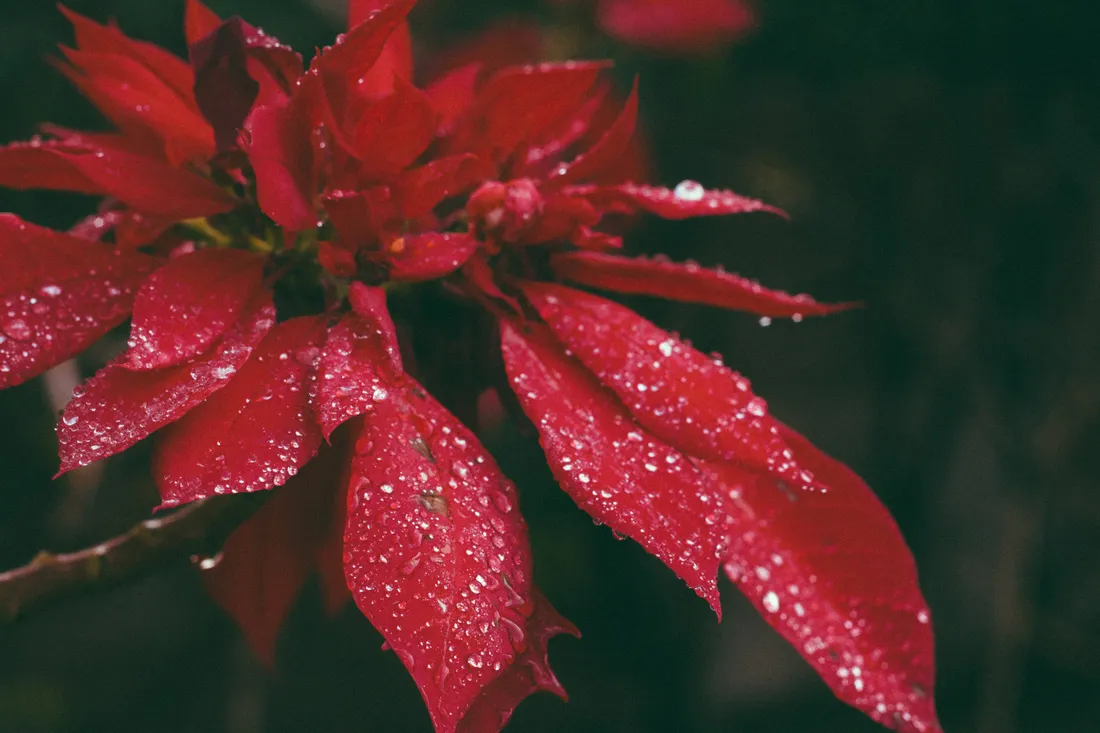 Poinsettia