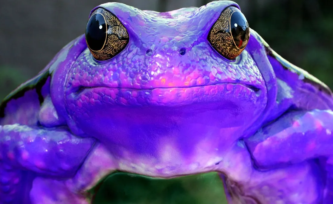 Poison Frog