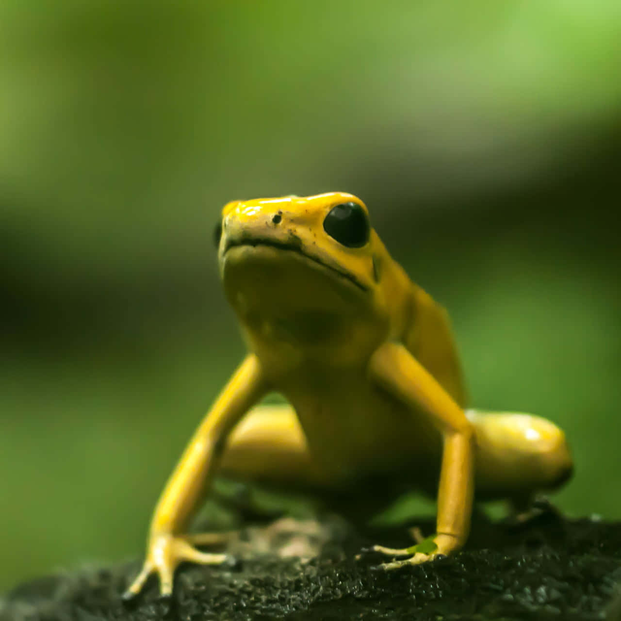 Golden Poison Frog, vibrant yellow, dark mossy rock, HD Desktop Wallpaper