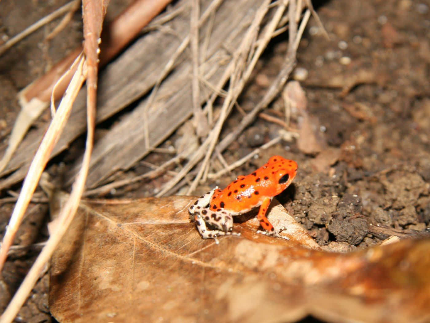Colorful Poison Frogin Habitat, orange frog, black spots, HD Desktop Wallpaper