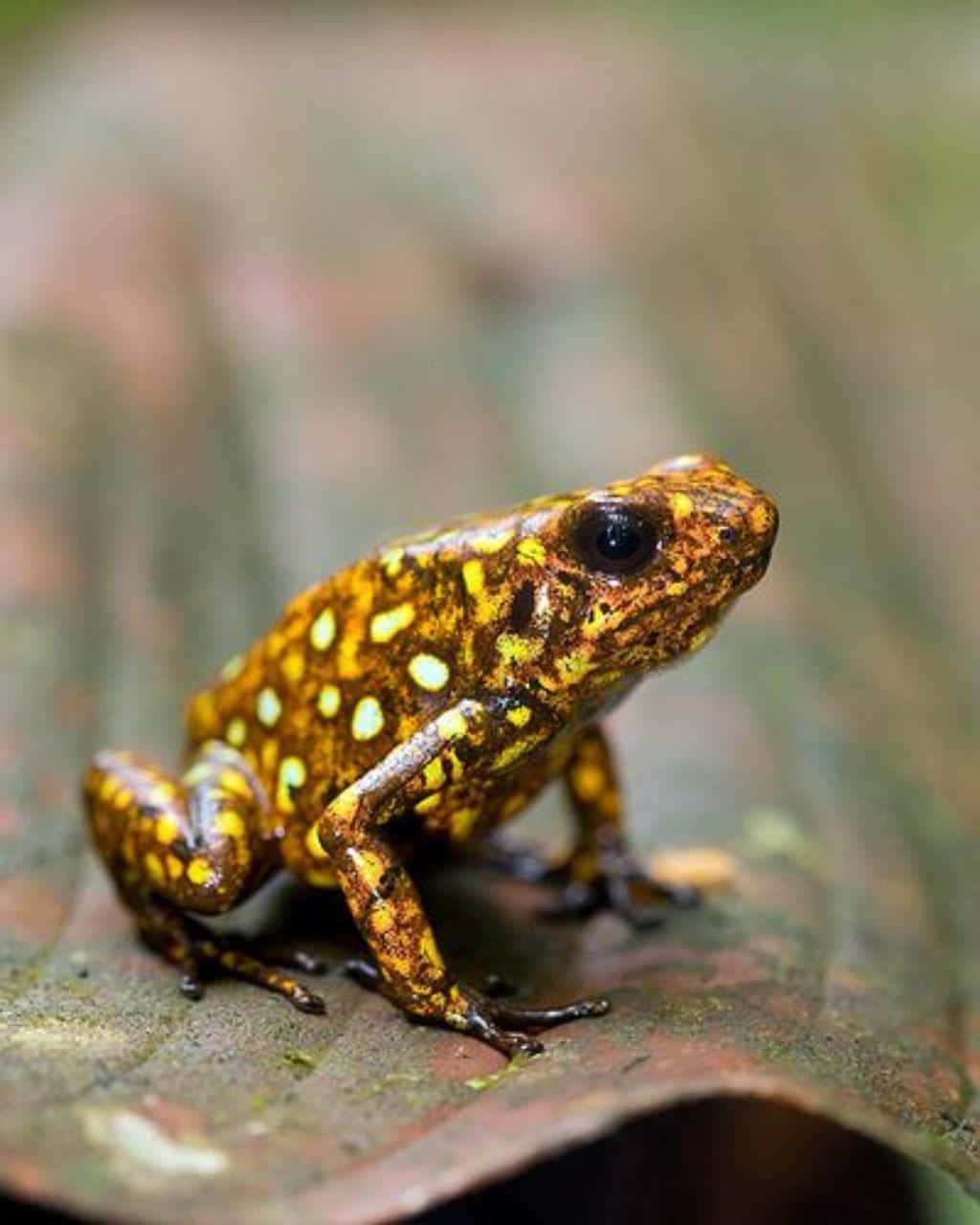 vibrant poison frog, golden frog, bright yellow spots, HD Phone Wallpaper