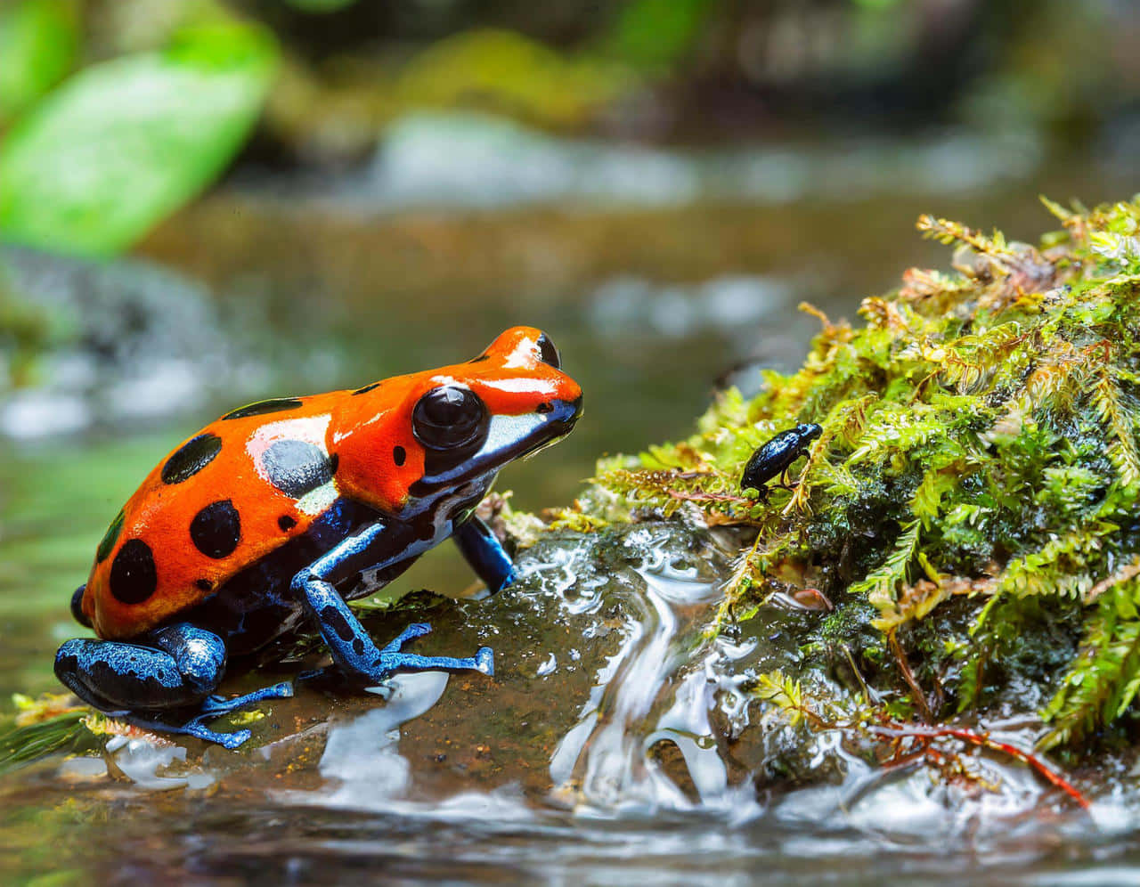 colorful poison dart frog, mossy rock, flowing stream, HD Desktop Wallpaper