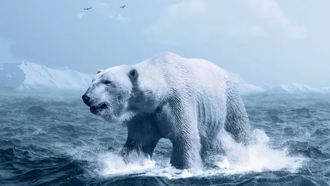 Polar Bear Wallpapers