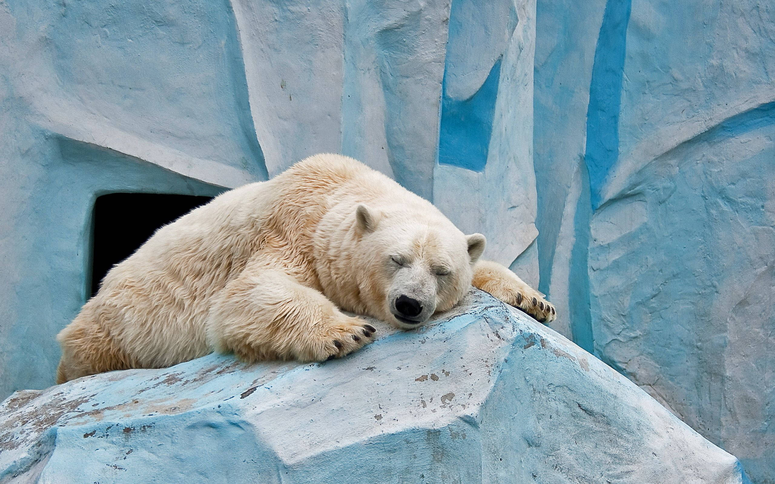 Polar Bear, icy rock, blue ice, 2K Desktop Wallpaper