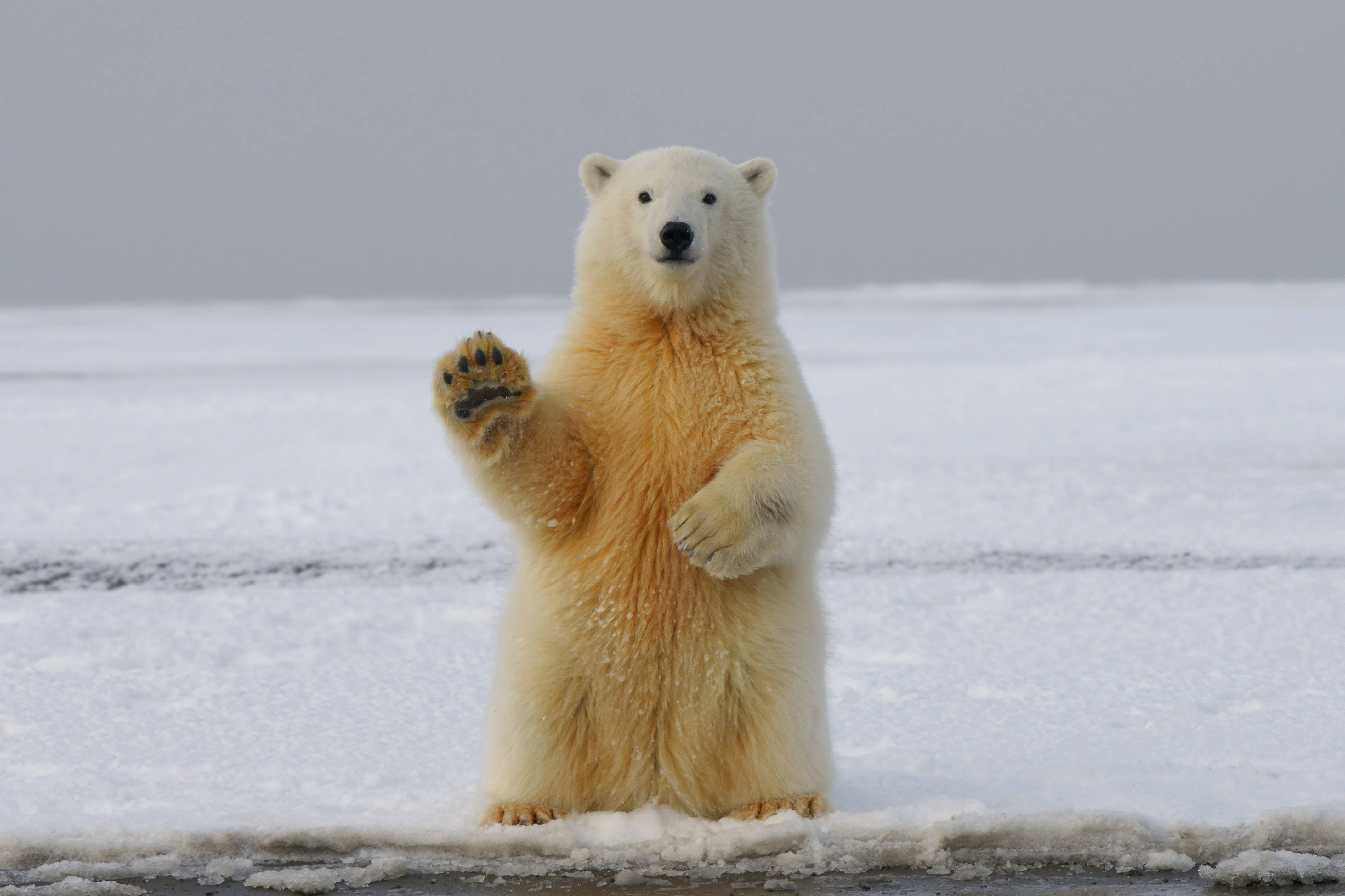 Polar Bear, Arctic ice, snowy ice, 4K Desktop Wallpaper