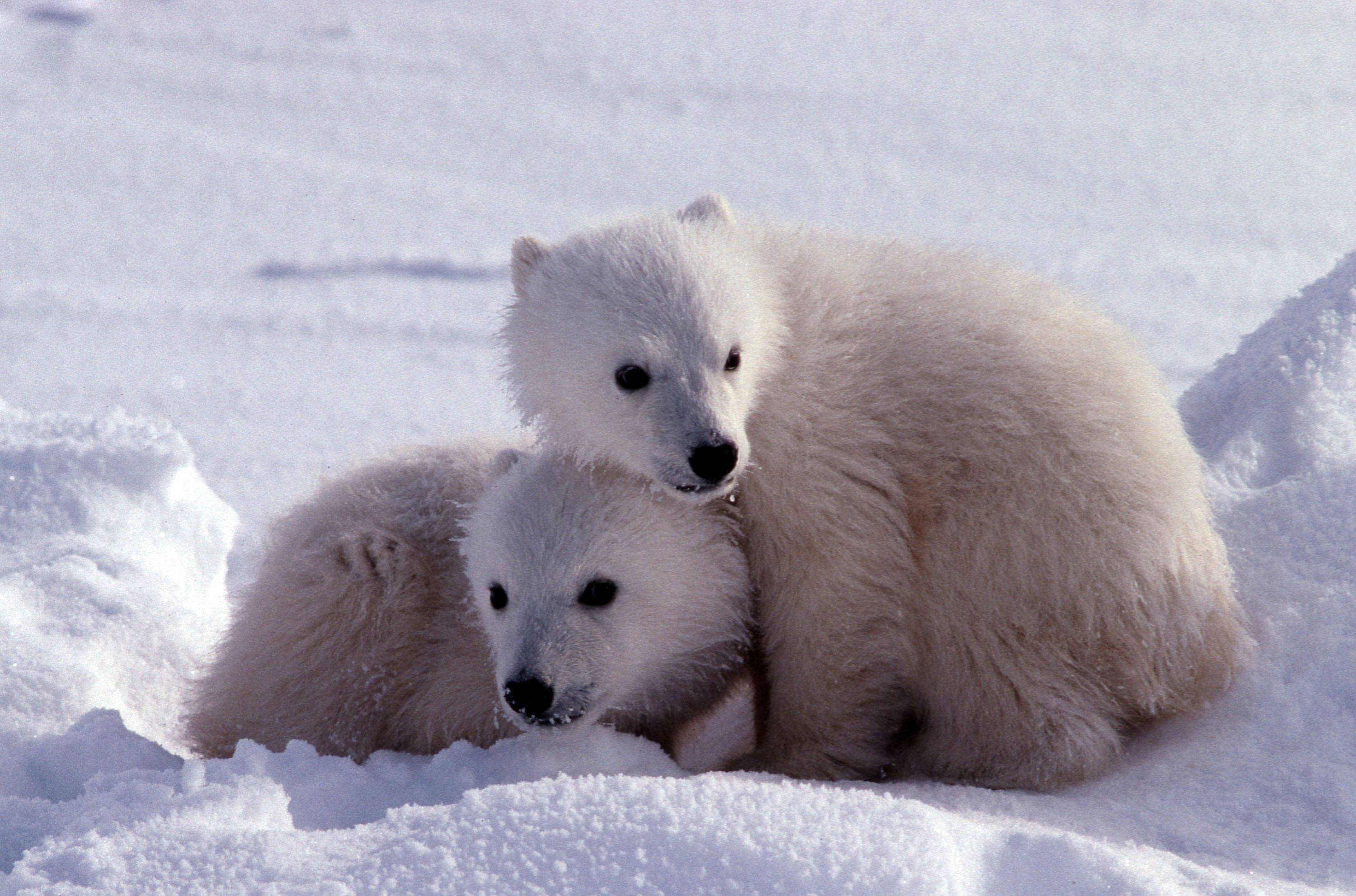 polar bear cubs, fluffy, bright snowy landscape, 2K Desktop Wallpaper