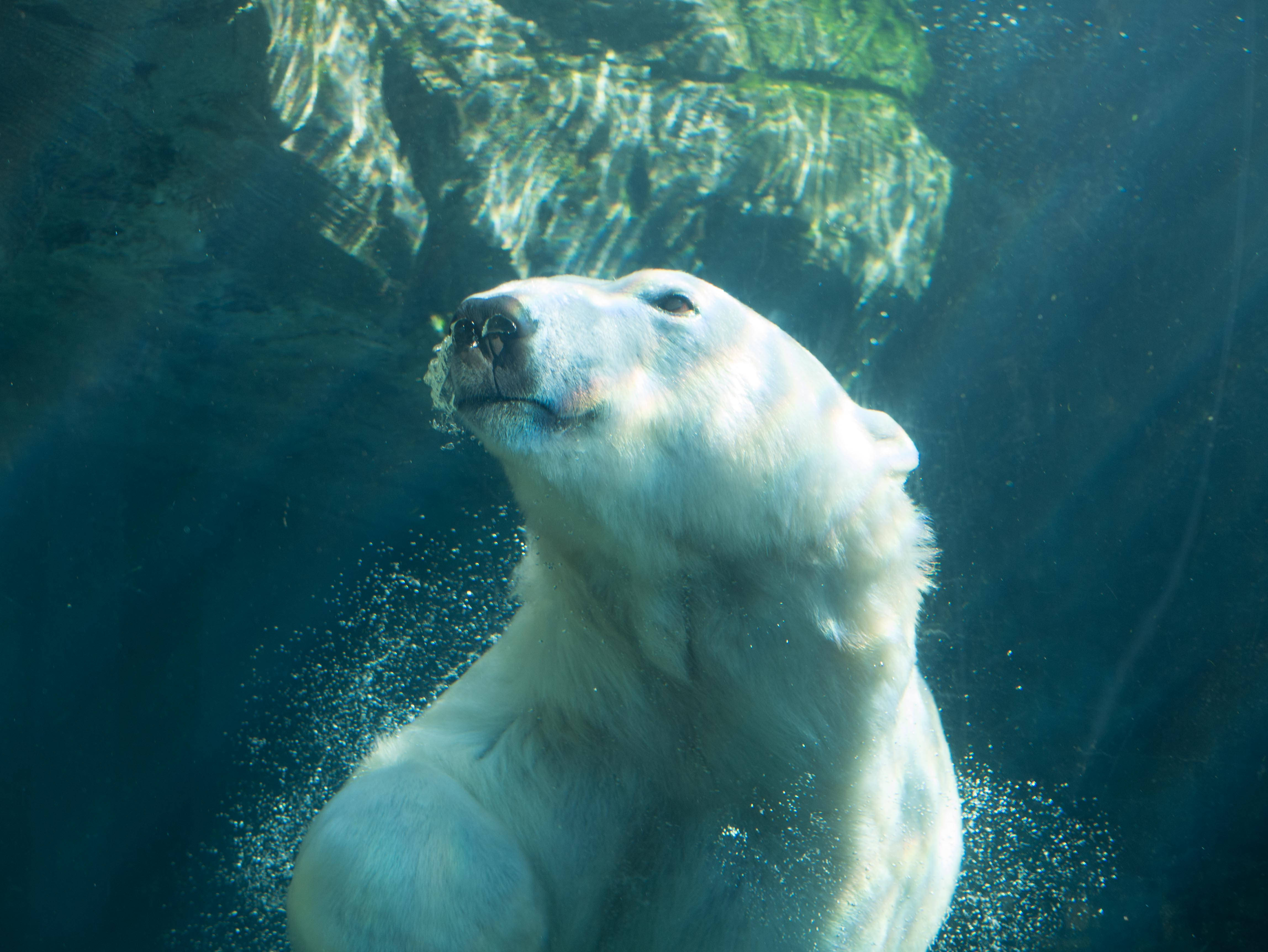 Polar Bear, swimming, underwater, 4K Desktop Wallpaper