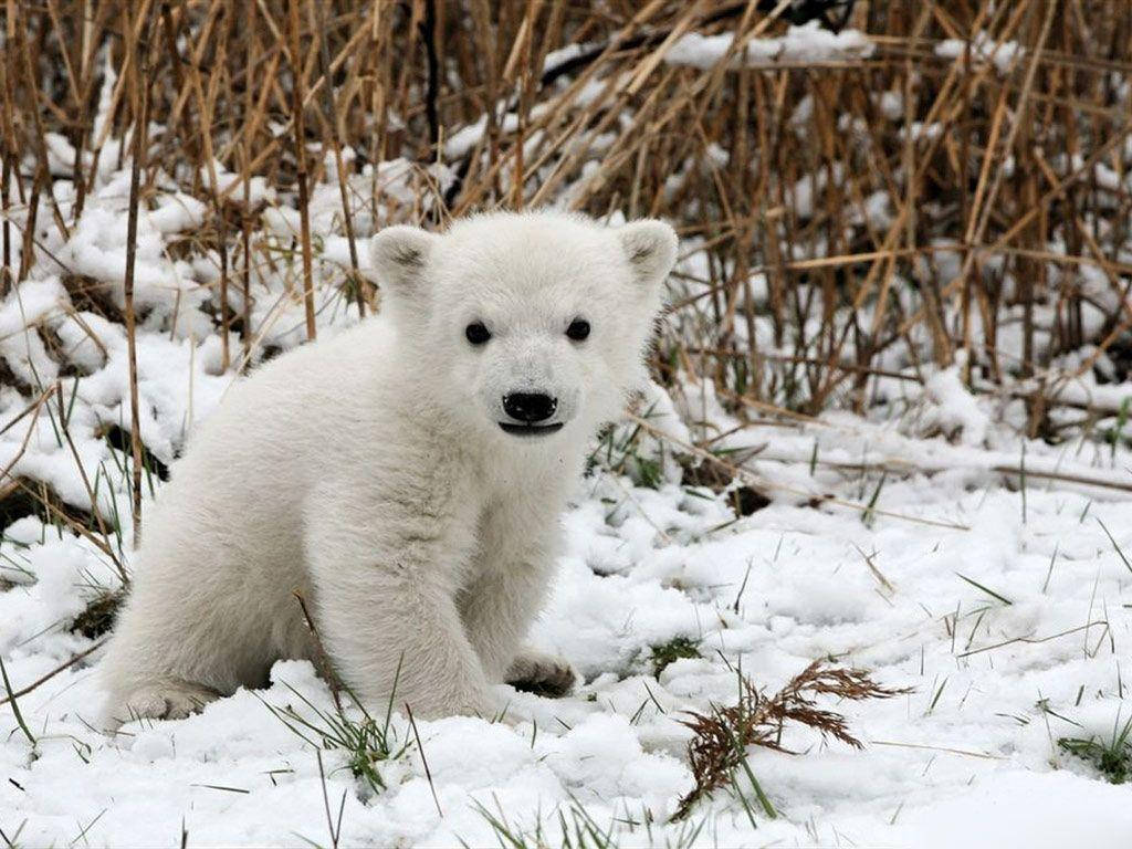 baby polar bear, fluffy white, snowy grass, SD Desktop Wallpaper