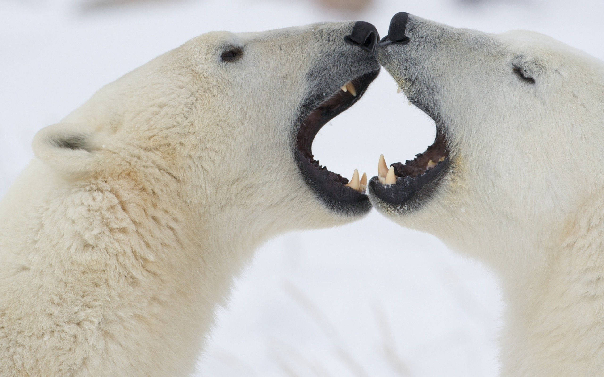 kissing polar bears, polar bears, snowy Arctic setting, 2K Desktop Wallpaper