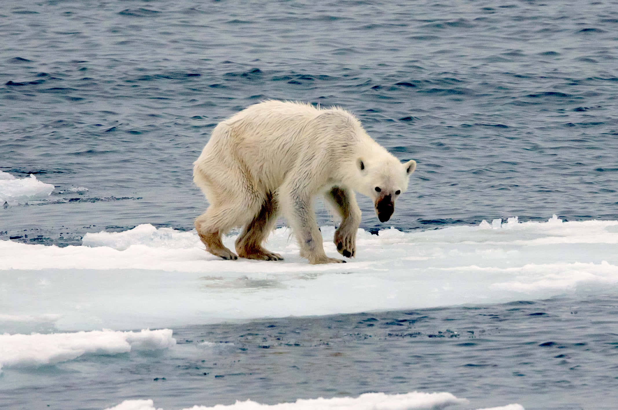 emaciated polar bear, floating ice floe, dark ocean waters, Full HD Desktop Wallpaper