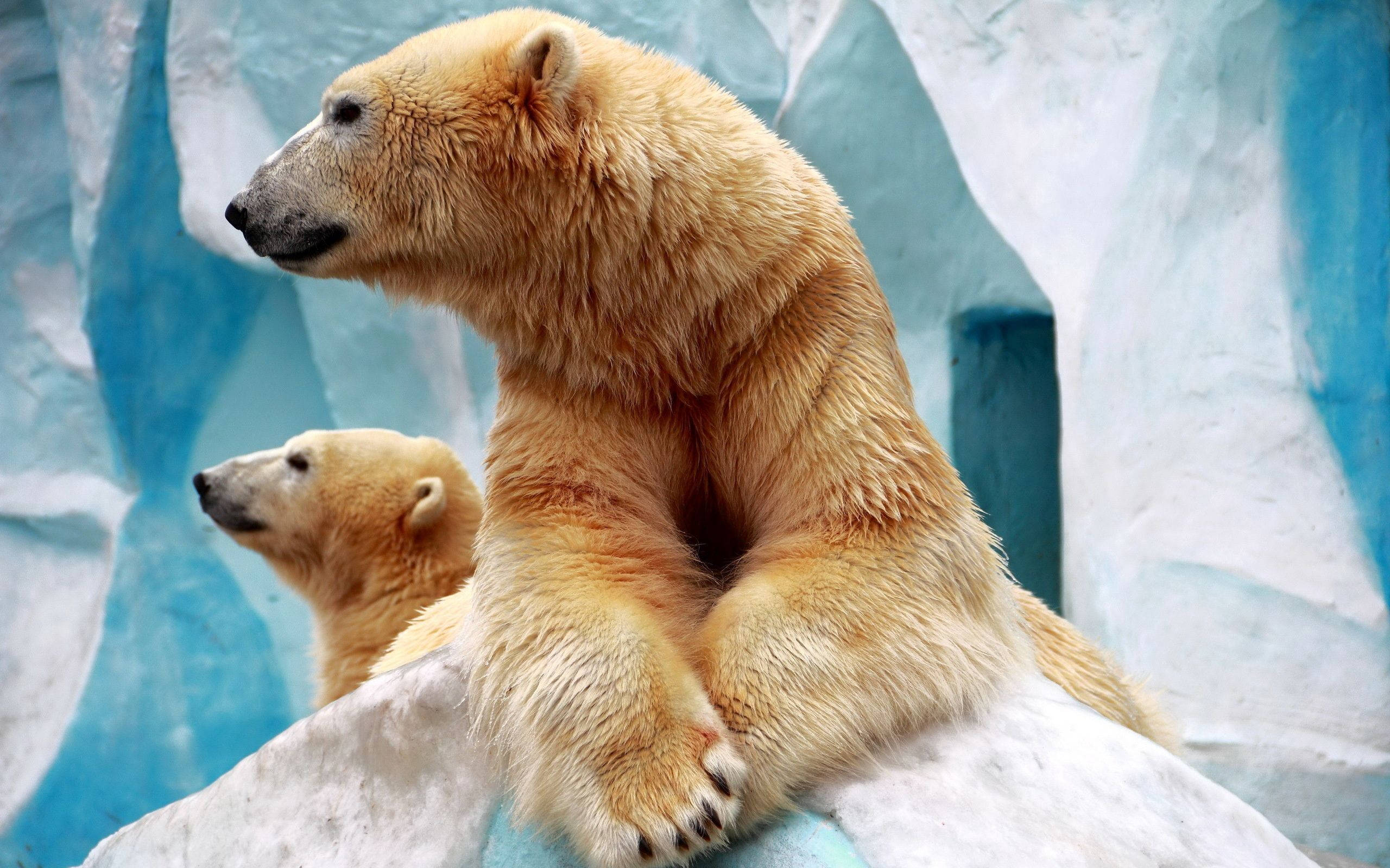 Polar Bear, ice peak, icy rocks, 2K Desktop Wallpaper