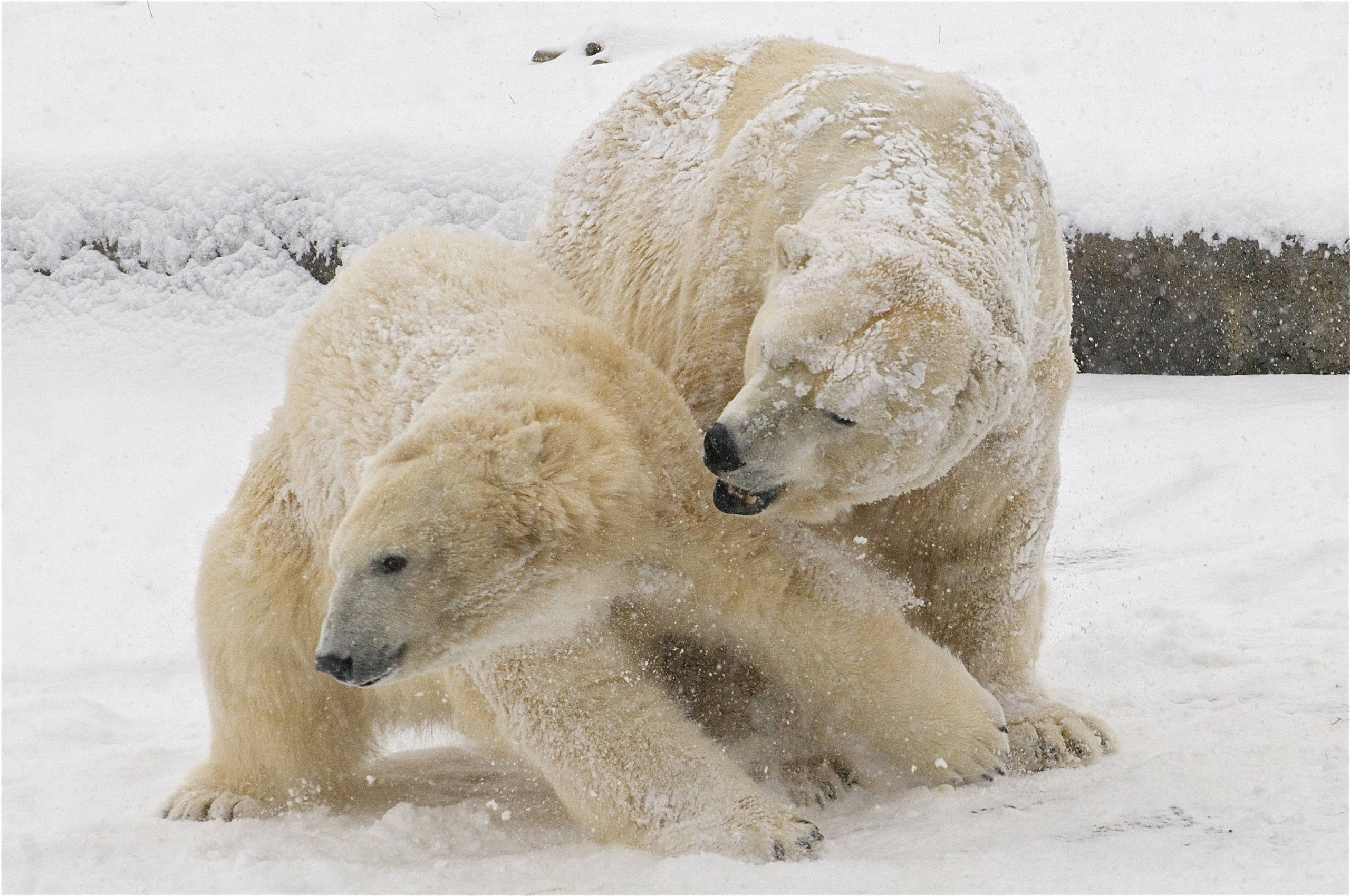 Couple Polar Bears, polar bears, deep snow, 2K Desktop Wallpaper