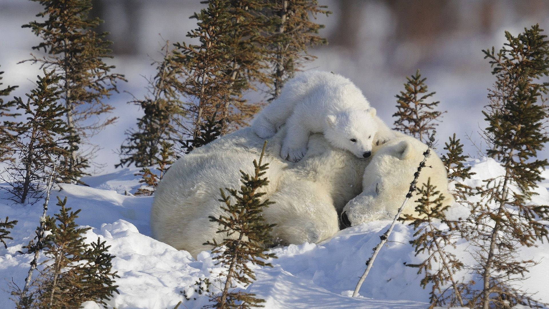 Polar Bear, polar bear cub, mother, Full HD Desktop Wallpaper
