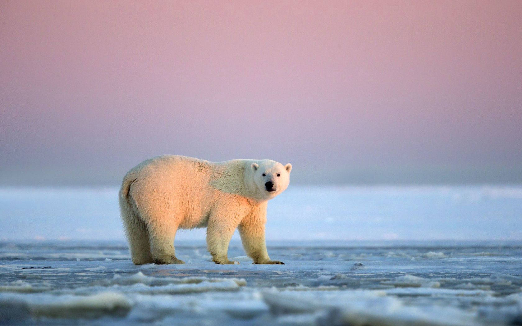 Polar Bear, pink sky, twilight sky, HD Desktop Wallpaper