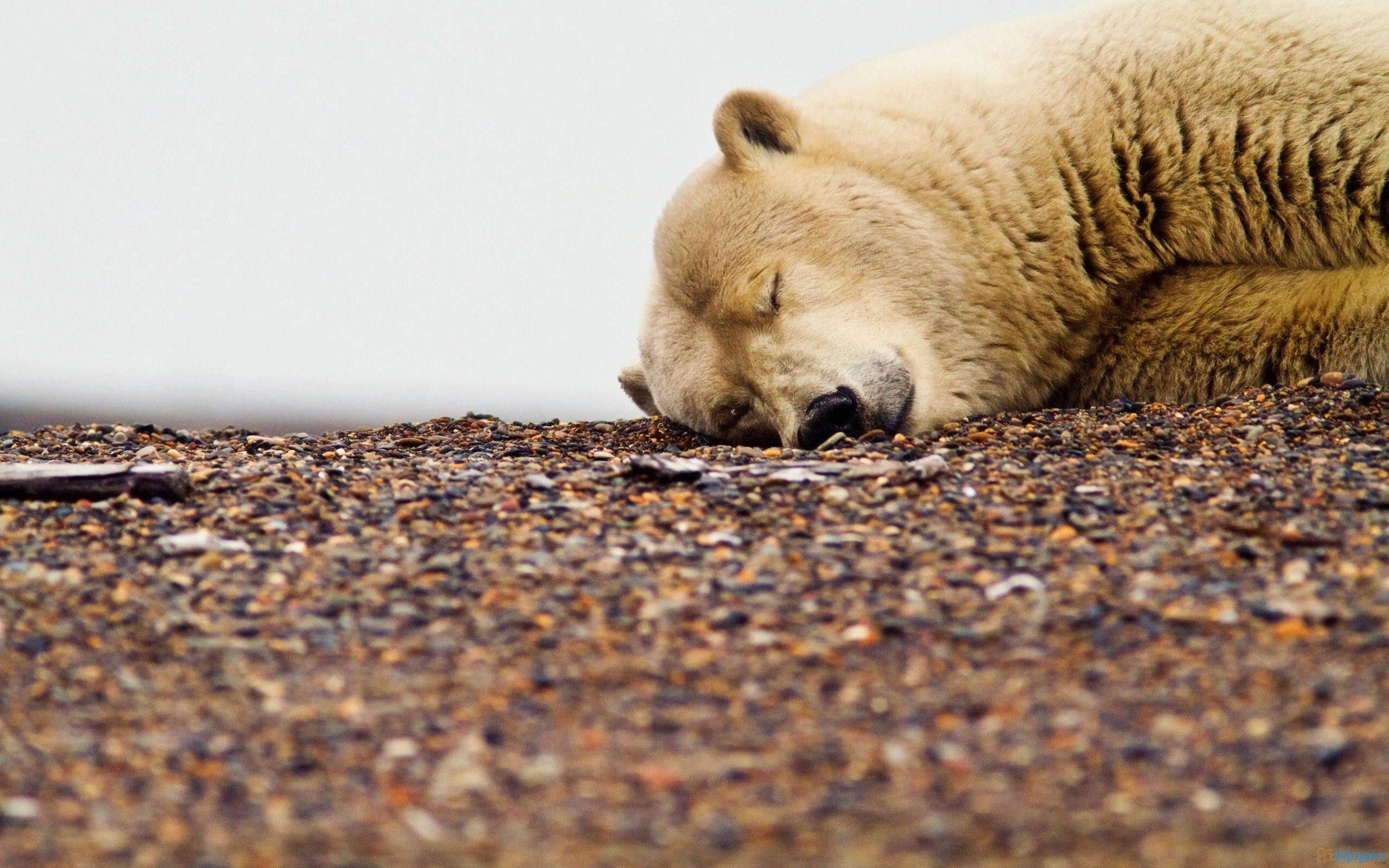 Polar Bear, deep sleep, gravelly surface, 2K Desktop Wallpaper