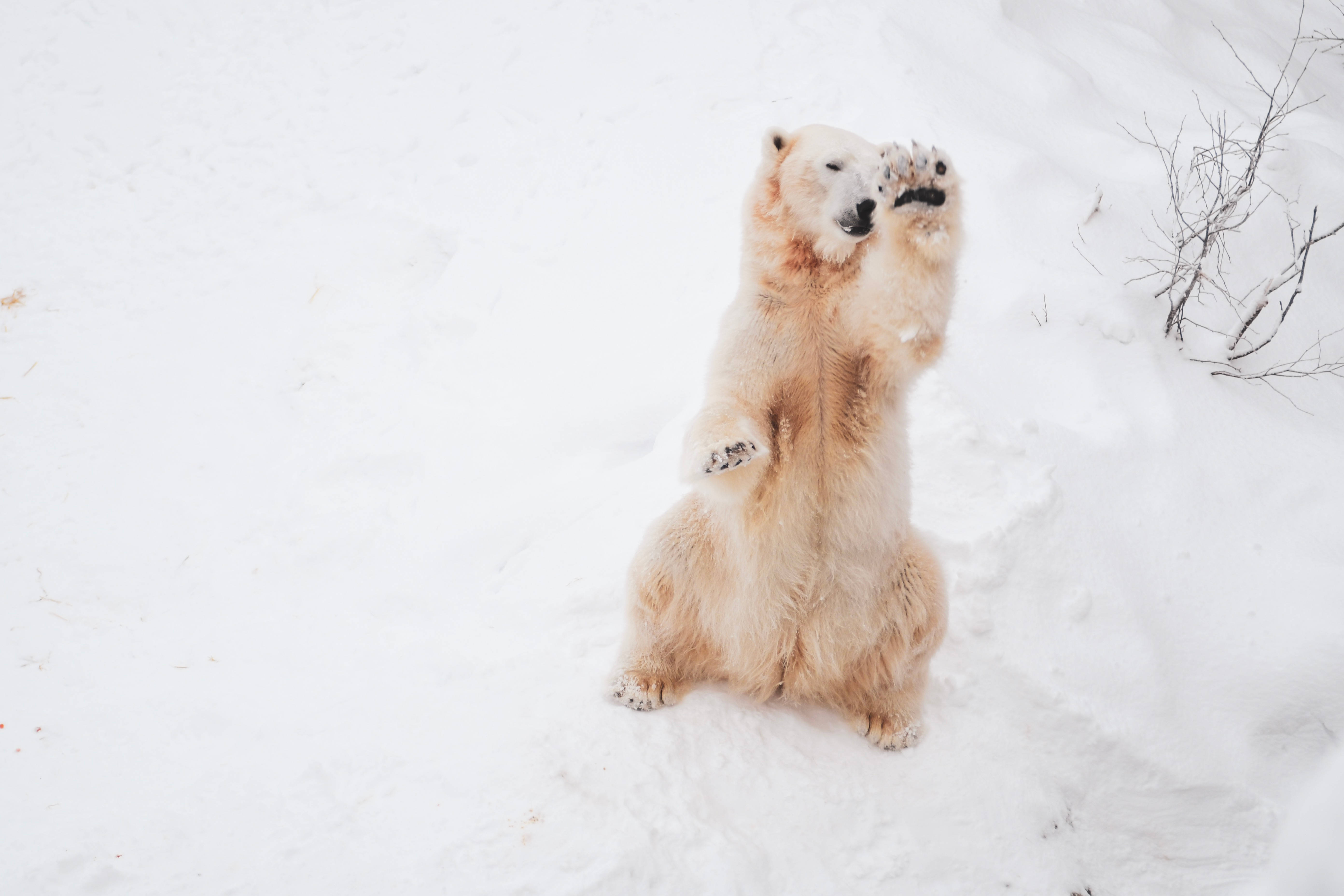 polar bear, snow, deep snow, 5K Desktop Wallpaper