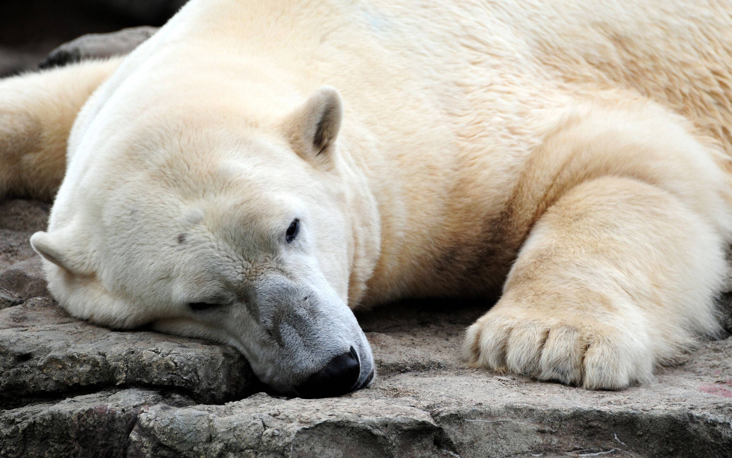 Polar Bear, rocky ground, calm repose, 2K Desktop Wallpaper