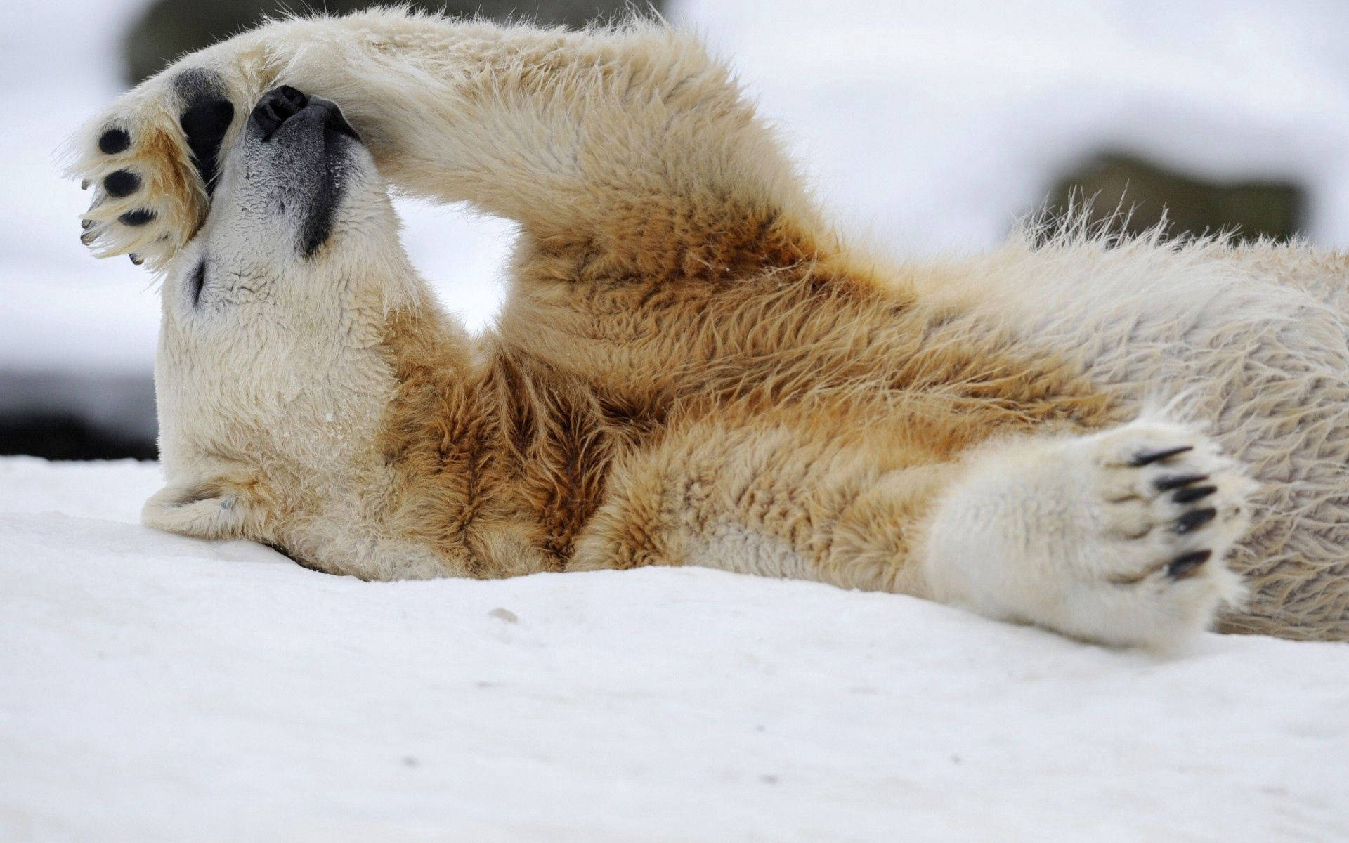 Tired Polar Bear, snowy terrain, fluffy fur, Full HD Desktop Wallpaper