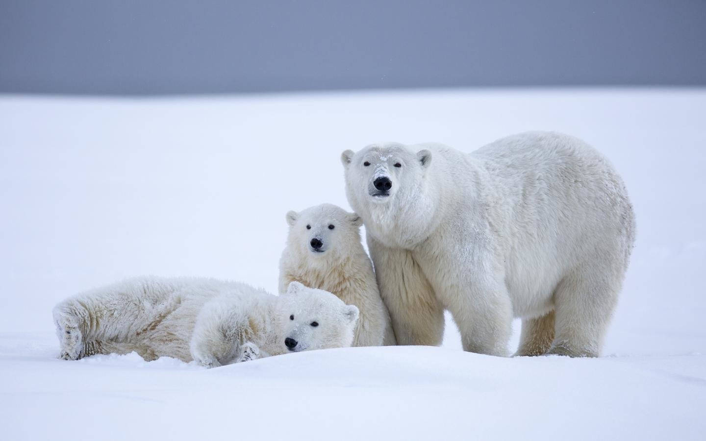 polar bears, mother polar bear, two cubs, HD Desktop Wallpaper