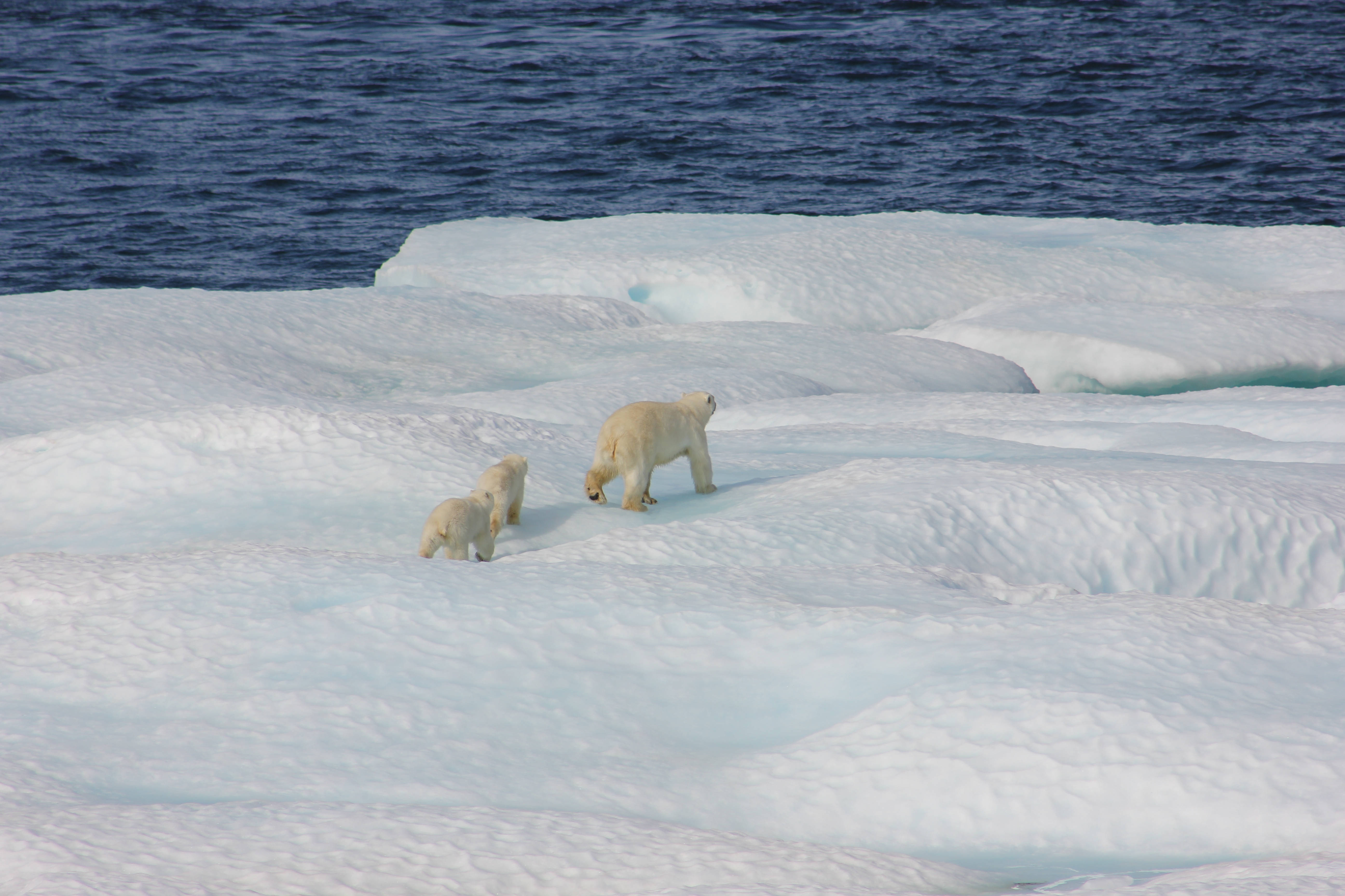 polar bear, cubs, Arctic ice floe, 5K Desktop Wallpaper