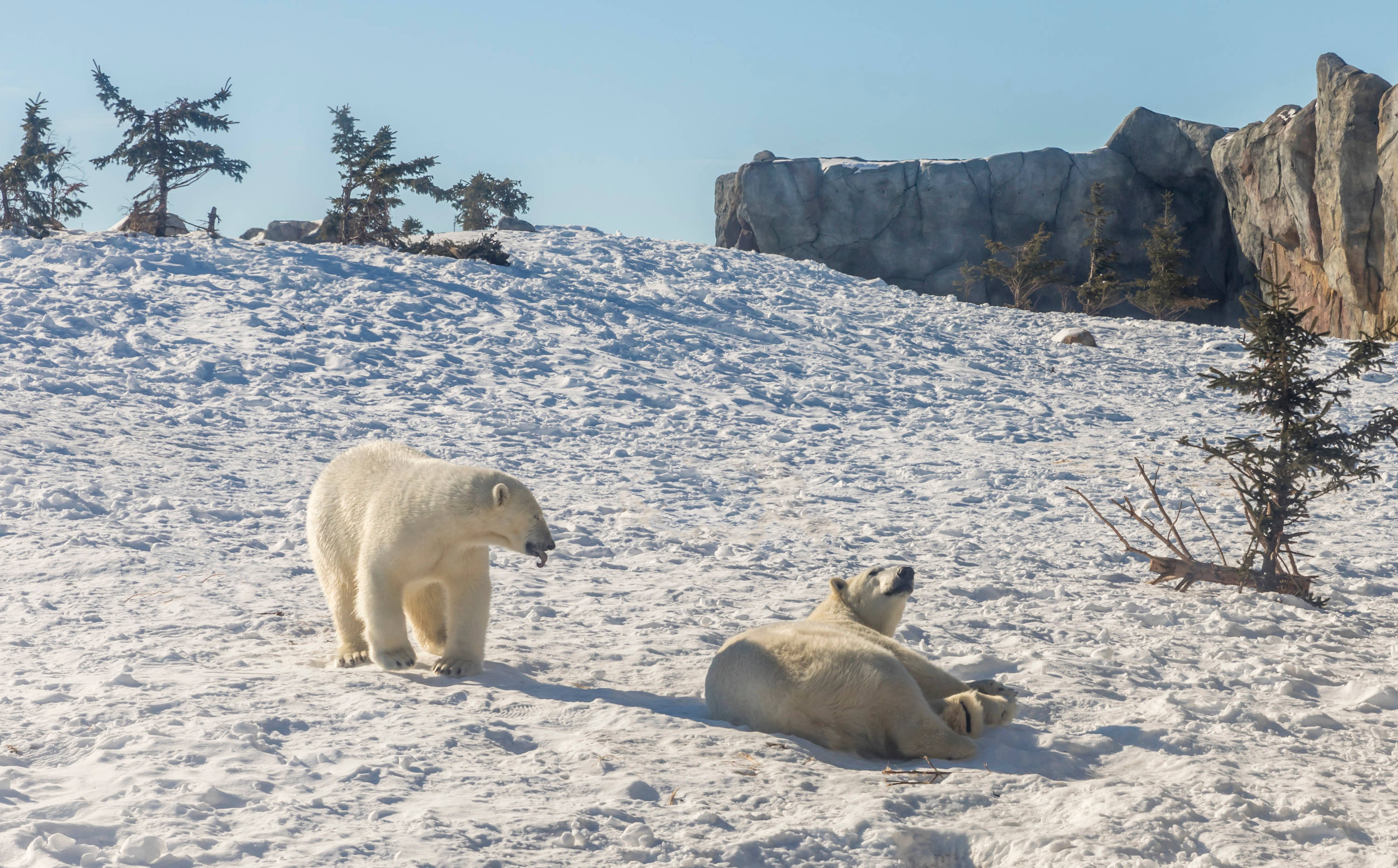 polar bears, snow, clear blue sky, 2K Desktop Wallpaper