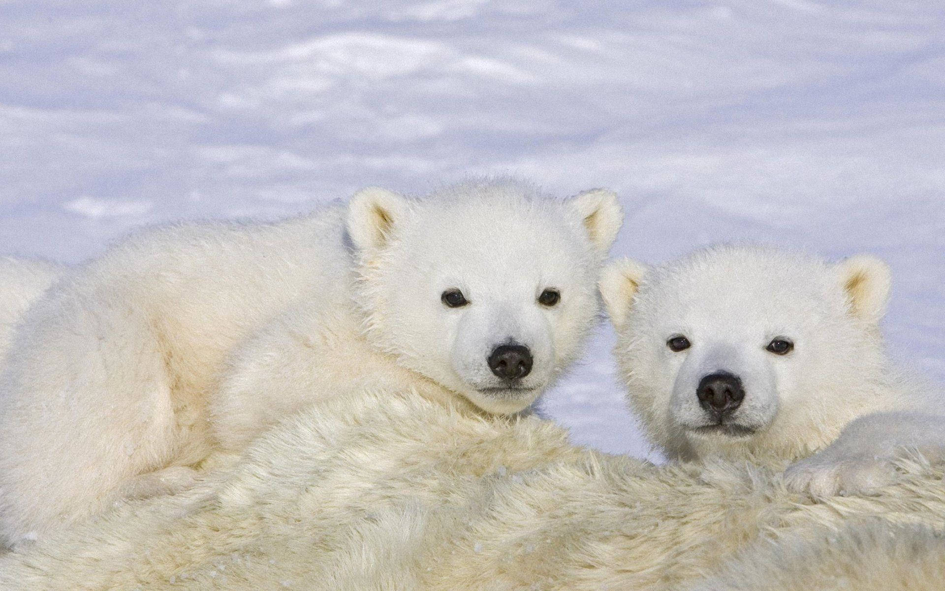 wet white polar bears, polar bear cubs, snowy ground, Full HD Desktop Wallpaper