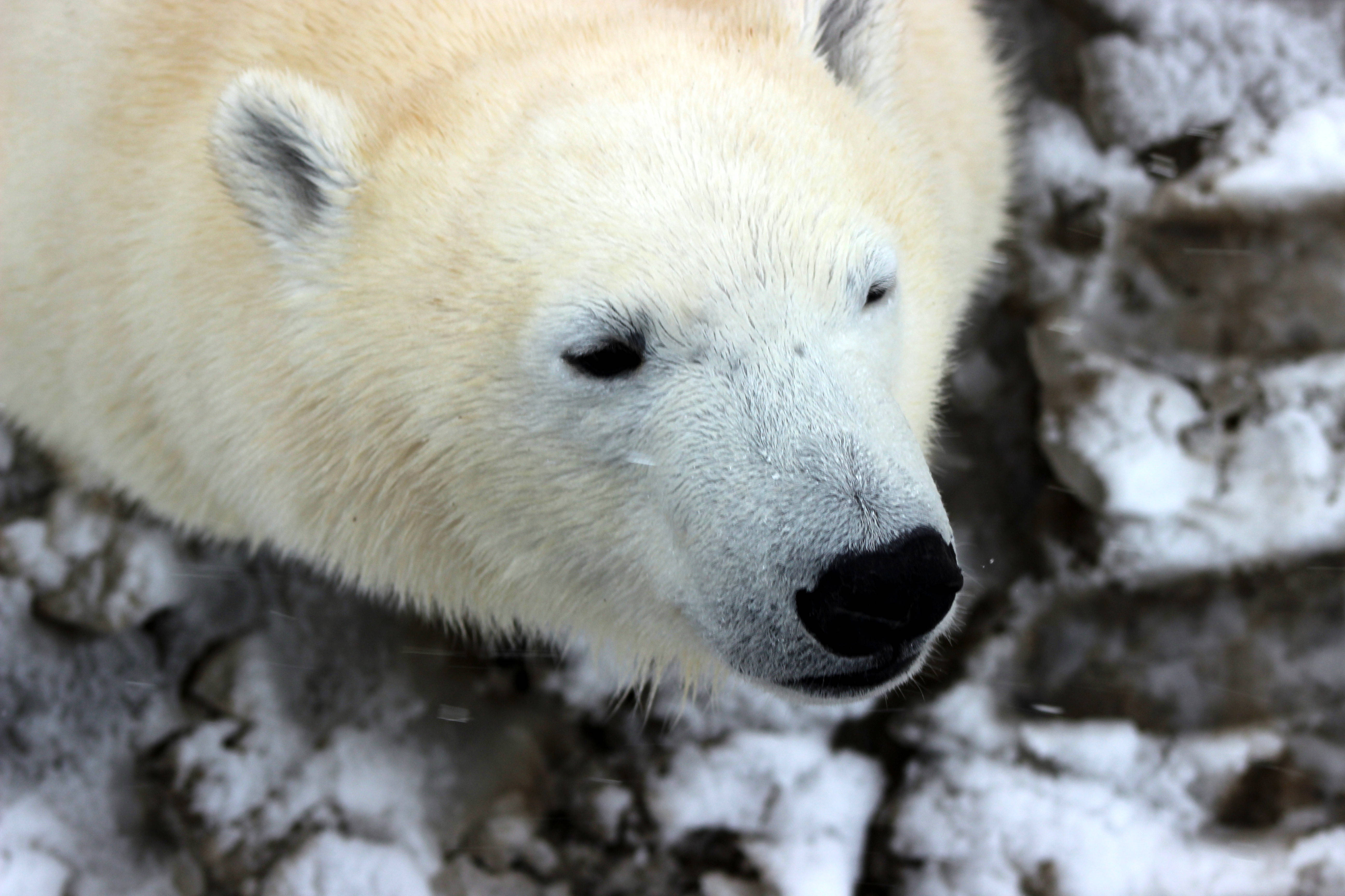 polar bear, white fur, dark nose, 5K Desktop Wallpaper