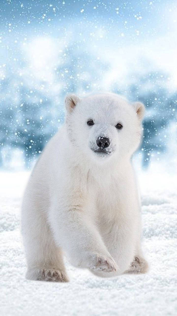 polar bear cub, fluffy white, deep snow, HD Phone Wallpaper