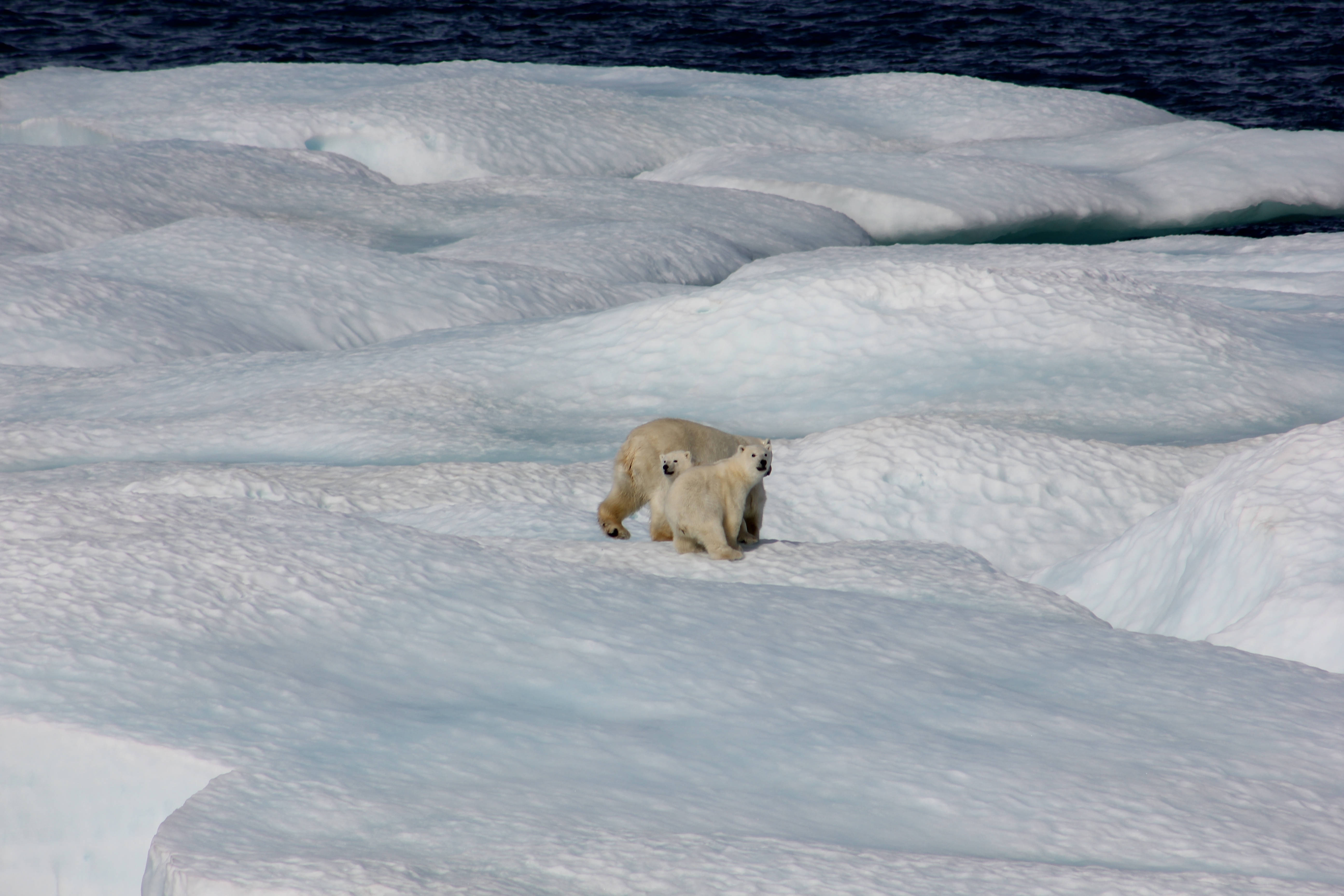 polar bears, Arctic ice floe, bright daylight, 5K Desktop Wallpaper