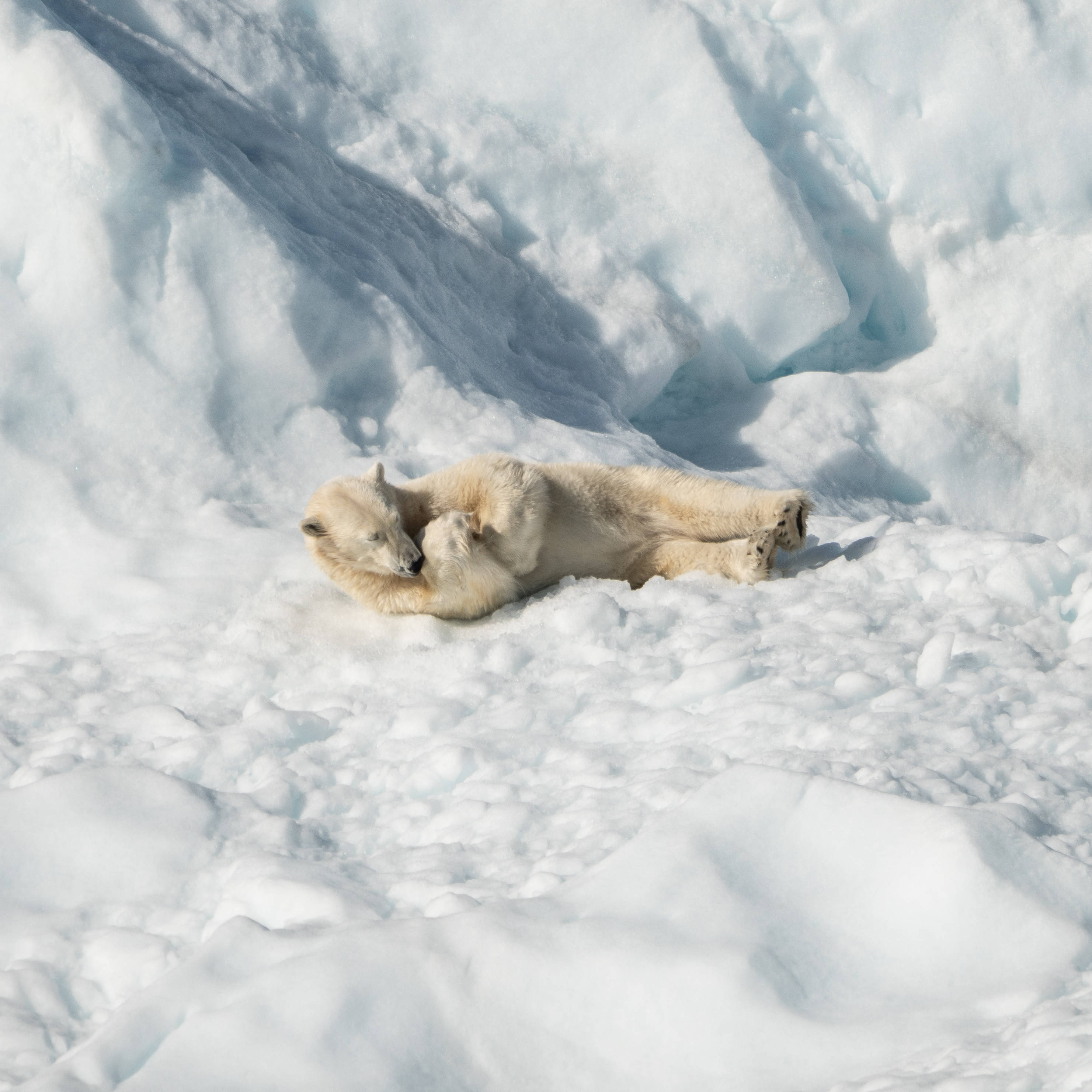 polar bear, polar bear cub, white snow, 2K Desktop Wallpaper